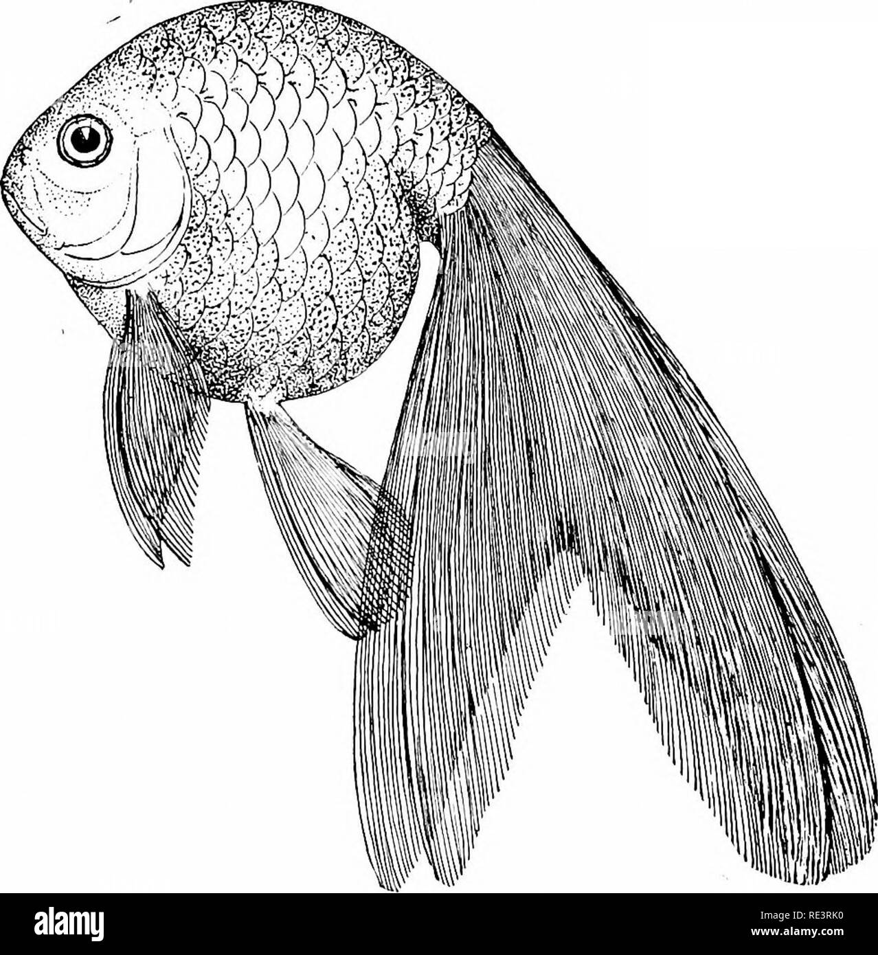 680+ Aquarium Design Goldfish HD Terbaru