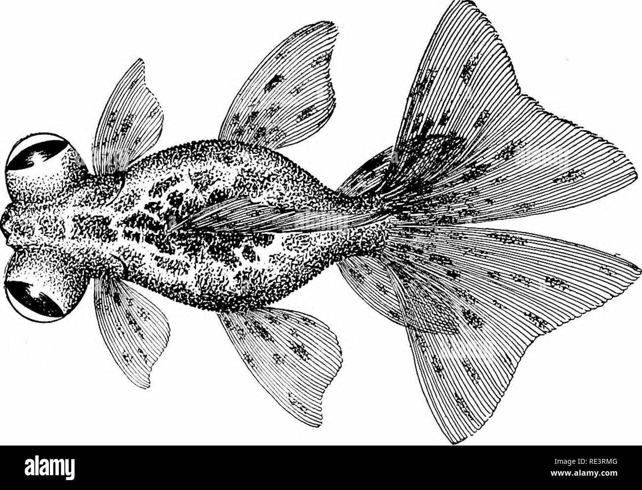 Different varieties of fishes hires stock photography and images Alamy