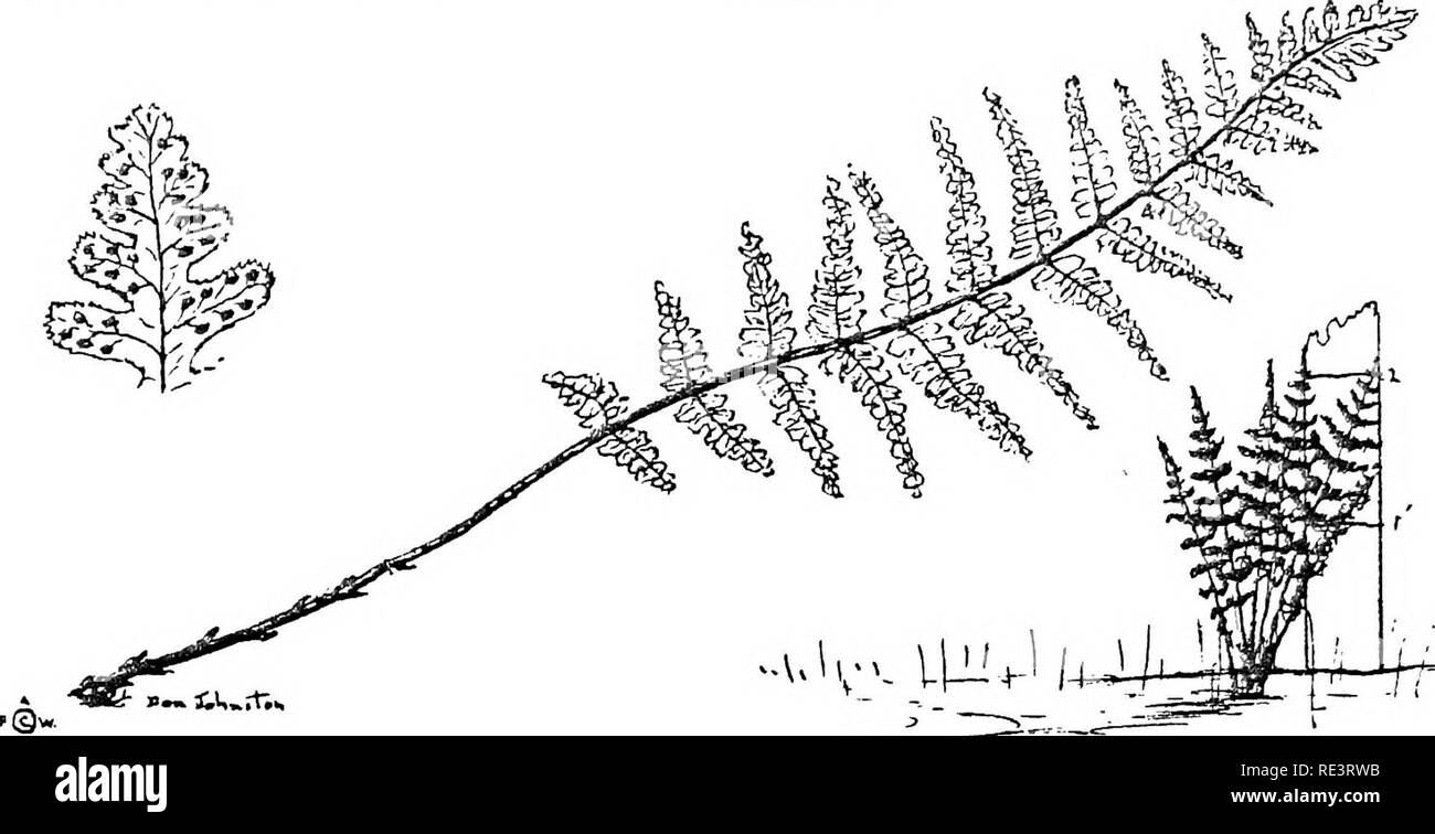. Ferns of the Camp Wigwam region. Ferns. 15, BOOTT'S SHIELD-FERN (Dryopteris Boottil). Frond 1-J- to 3 feet long, 3 to 6 inches broad. Twice to three times pinnate. Stipes covered with light brown scales. Blade broadest near the center. Lower pinnae wedge-shaped and pinnate. Sori small and subterminal to veinlets. In moist woods. Rare. LOHG BEECH-FERN Dryopteris phegopteris). Please note that these images are extracted from scanned page images that may have been digitally enhanced for readability - coloration and appearance of these illustrations may not perfectly resemble the original work.. Stock Photo