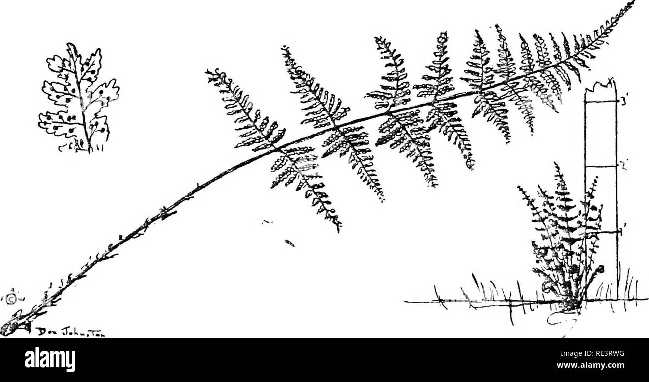 . Ferns of the Camp Wigwam region. Ferns. Frond 1-i- to 2^ feet long. 4 to 16 Inches broad. In crown. Twice-pinnate. Stipes covered by dark brown scales which often have darker centers. Blade very broad in center. The pinnules next to the rachis on lower pinnae much the longest. Pinnae at right angles to rachis. Sori usually subterminal to ends of veinlets, In moist woods. Not common. ASERICAN SHIELD-FERN (Dryopteris intermedia). Frond 1 to 3 feet long, 3^- to 9 inches broad. Tv/lce- pinnatfr. In crown. Stipes covered by light brown scales which often have dark centers. The second pinnule from Stock Photo