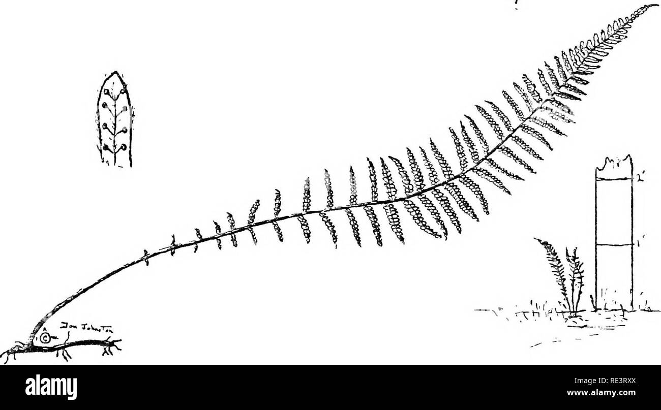 . Ferns of the Camp Wigwam region. Ferns. Frond 1 to Zi feet long - in cl-ump at end of rootstock. Stipes covered by light brown scales. Blade lanceolate. Lov/er pinnae winged and attached alternately to the rachis by short stalks. The fertile frond longer than the sterile. The upper pinnae much contracted and bear- ing the sori. Evergreen. In moist woods. Common. NEW YORK FERN (Dryopteris noveboracensis). Fronds 1 to 2i teat, long. Creeping rqotstock. Pinnate blade tapering both ways fi«om the middle. The lower pinnae very small, Sori near the margin. Moist woods. Common*. Please note that th Stock Photo