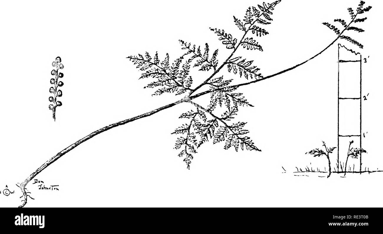 Triangular Blade Fern Sterile blade Black and White Stock Photos & Images - Alamy