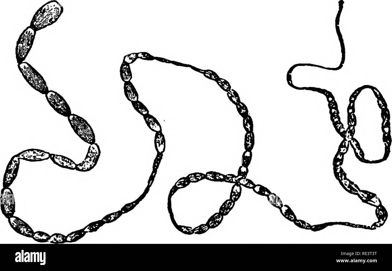 echinococcus treatment dogs