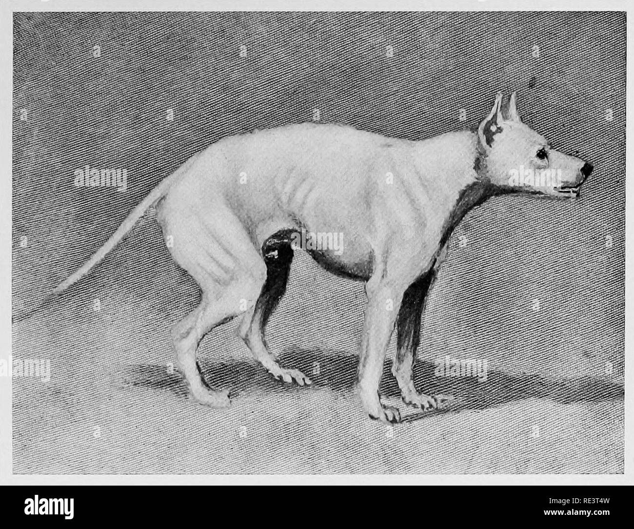 Kennel diseases; their symptoms, nature, causes, and treatment. Dogs.  Intestinal Colic.. Please note that these images are extracted from scanned  page images that may have been digitally enhanced for readability -