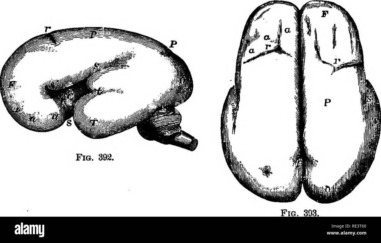 . A text-book of animal physiology, with introductory chapters on general biology and a full treatment of reproduction ... Physiology, Comparative. THE BRAIN. 543 as a specially differentiated part of the anterior region of the medullary groove and its subdivisions; and the close relation of the eye, ear, etc., to the brain in their early origin, is not without special meaning, while the more diffused sensory de- velopments in the skin connect the higher animals closely with the lower—even the lowest, in which sensation is almost wholly referable to the surface of the body.. Fis. 393. Fig. 392 Stock Photo