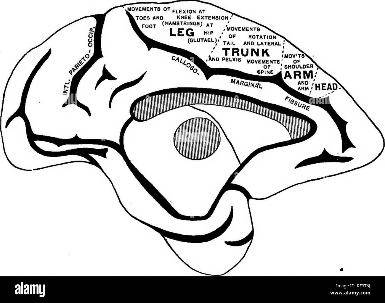 Localization of brain function hi-res stock photography and images - Alamy