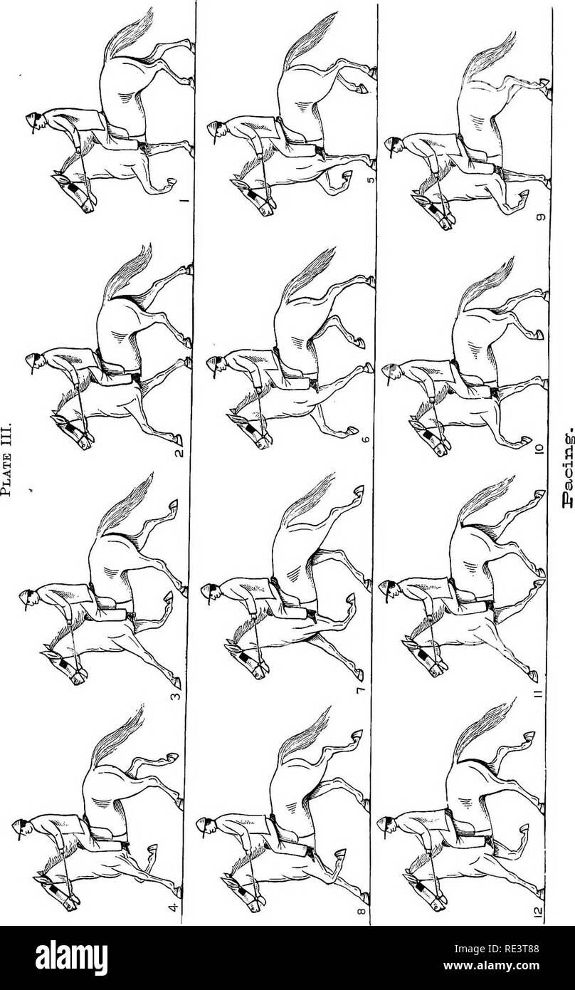 . The physiology of domestic animals ... Physiology, Comparative; Veterinary physiology. . Please note that these images are extracted from scanned page images that may have been digitally enhanced for readability - coloration and appearance of these illustrations may not perfectly resemble the original work.. Smith, Robert Meade, 1854-. Chicago, A. Eger Stock Photo