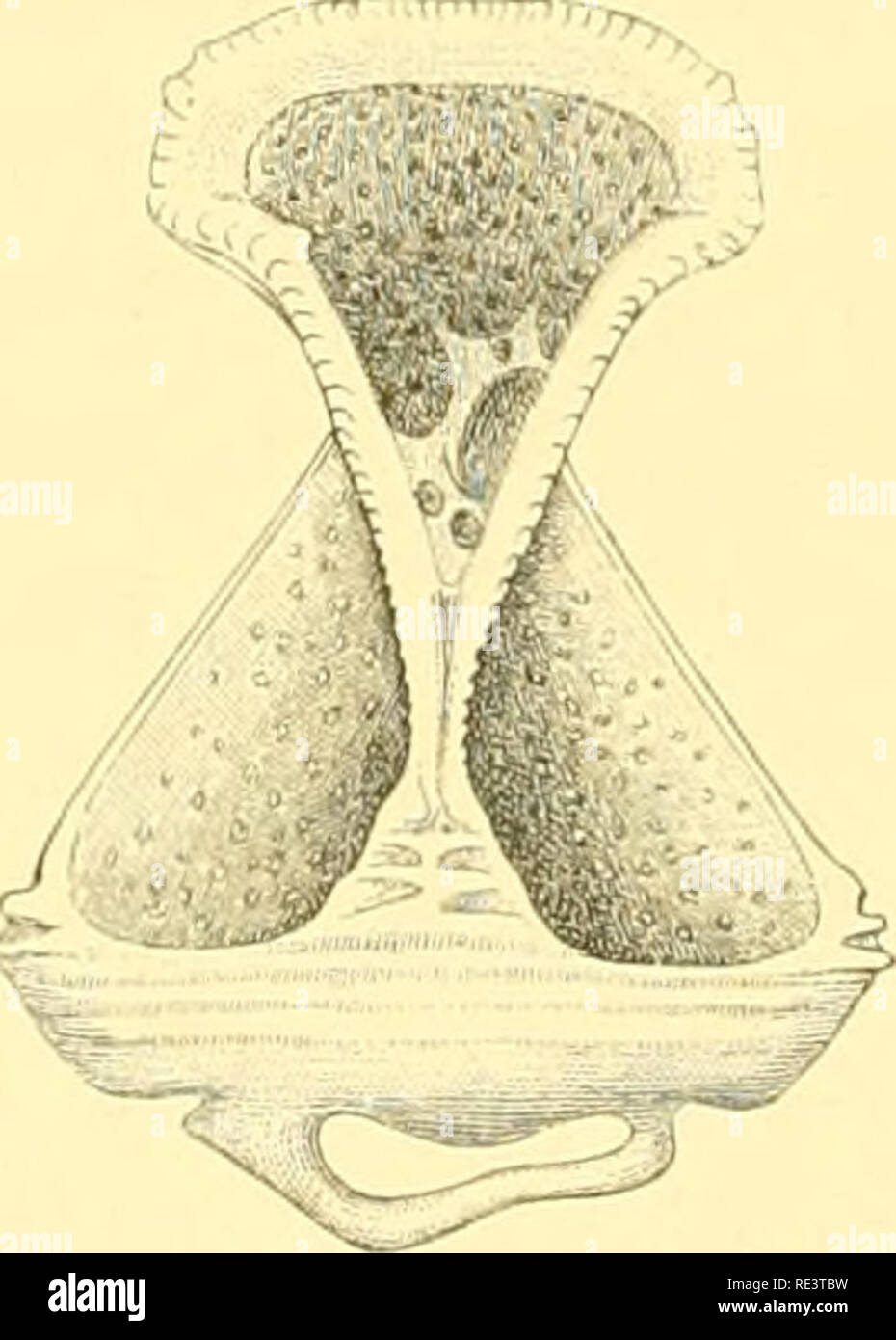 . Echinoidea. Sea urchins. Fig. 10. Fig. II. Fig. 10. Valve of tridentate pedicellaria of Aræosoma violaceum. Obj. AA. Oc. II. (Zeiss). Fig. II. Valve of ophicephalous pedicellaria of Hygrosoma Petersii. Obj. AA. Oc. I. (Zeiss).. Please note that these images are extracted from scanned page images that may have been digitally enhanced for readability - coloration and appearance of these illustrations may not perfectly resemble the original work.. Mortensen, Th. (Theodor), 1868-1952. Copenhagen, Printed by Bianco Luno Stock Photo
