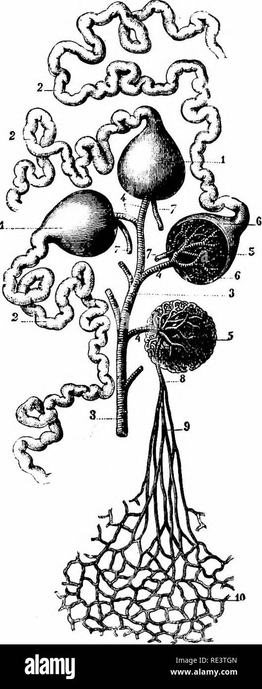 Triangular Kidneyshell . A text-book of animal physiology, with introductory chapters on ...
