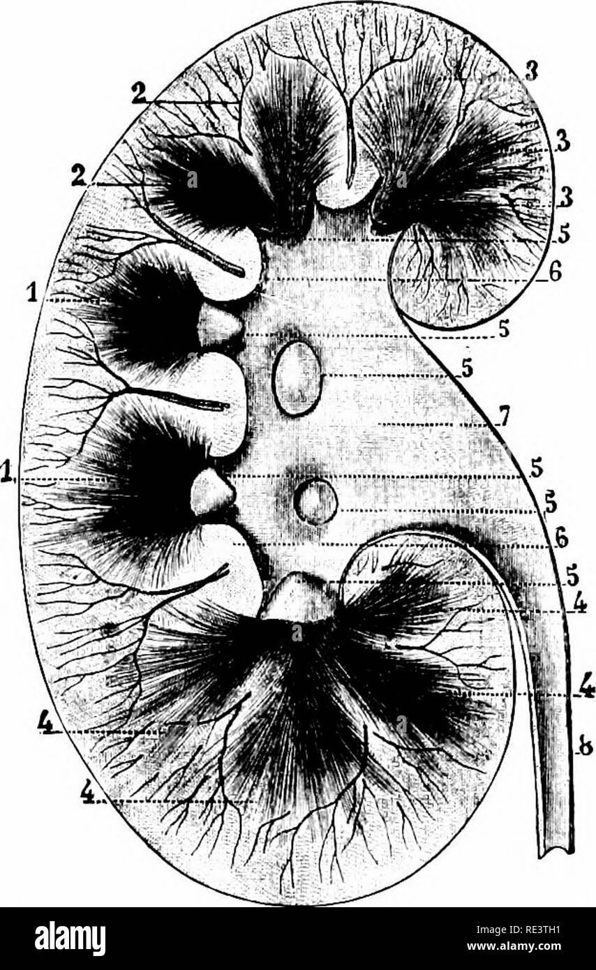 Modified kidney Black and White Stock Photos & Images - Alamy