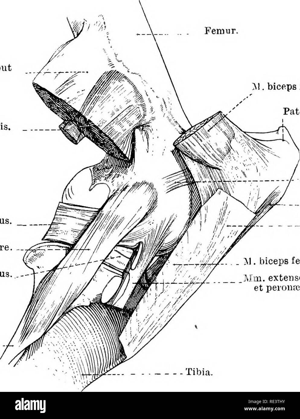 . The topographical anatomy of the limbs of the horse. Horses; Physiology. THE LIMBS OF THE HOKSE 155 The three, slightly converging, patellar ligaments (ligamenta patellae) correspond to the single ligament of man and the dog. The lateral and middle ligaments spring from the lateral and distal angles respectively of the patella. The medial ligament is connected with the patellar supplementary cartilage. The distal attachment of each band is to the tuberosity of the tibia, the middle ligament being fixed to the distal part of the groove-like depression of the tuberosity. TThe lateral ligament  Stock Photo