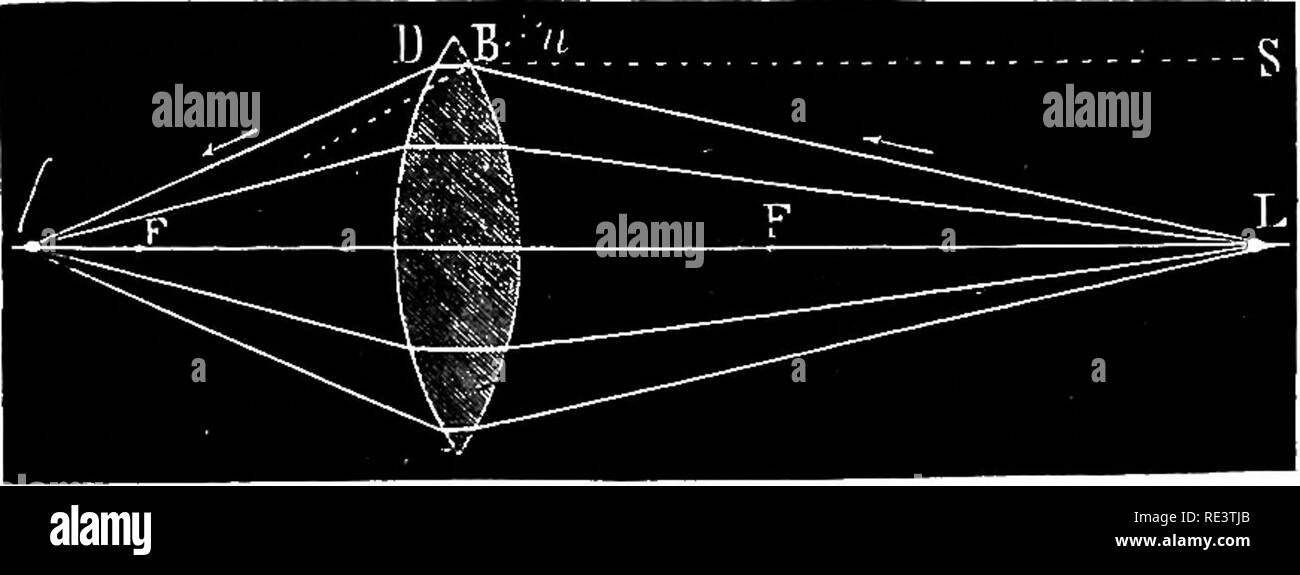 . The physiology of domestic animals ... Physiology, Comparative; Veterinary physiology. SENSE OF SIGHT. 853 Refraction takes place not only through media with plane surfaces, but likewise through media bounded by curved surfaces, for the circum- ference of a circle may be supposed to be made up of a number of infinitely small, straight lines : this is indicated in the case of a lens in Fig. 371. Rays of light passing through a double convex lens in passing in are bent toward the perpendicular (Fig. 372). Now, if the rays thus acted upon be followed they will be found to meet at a point on the Stock Photo