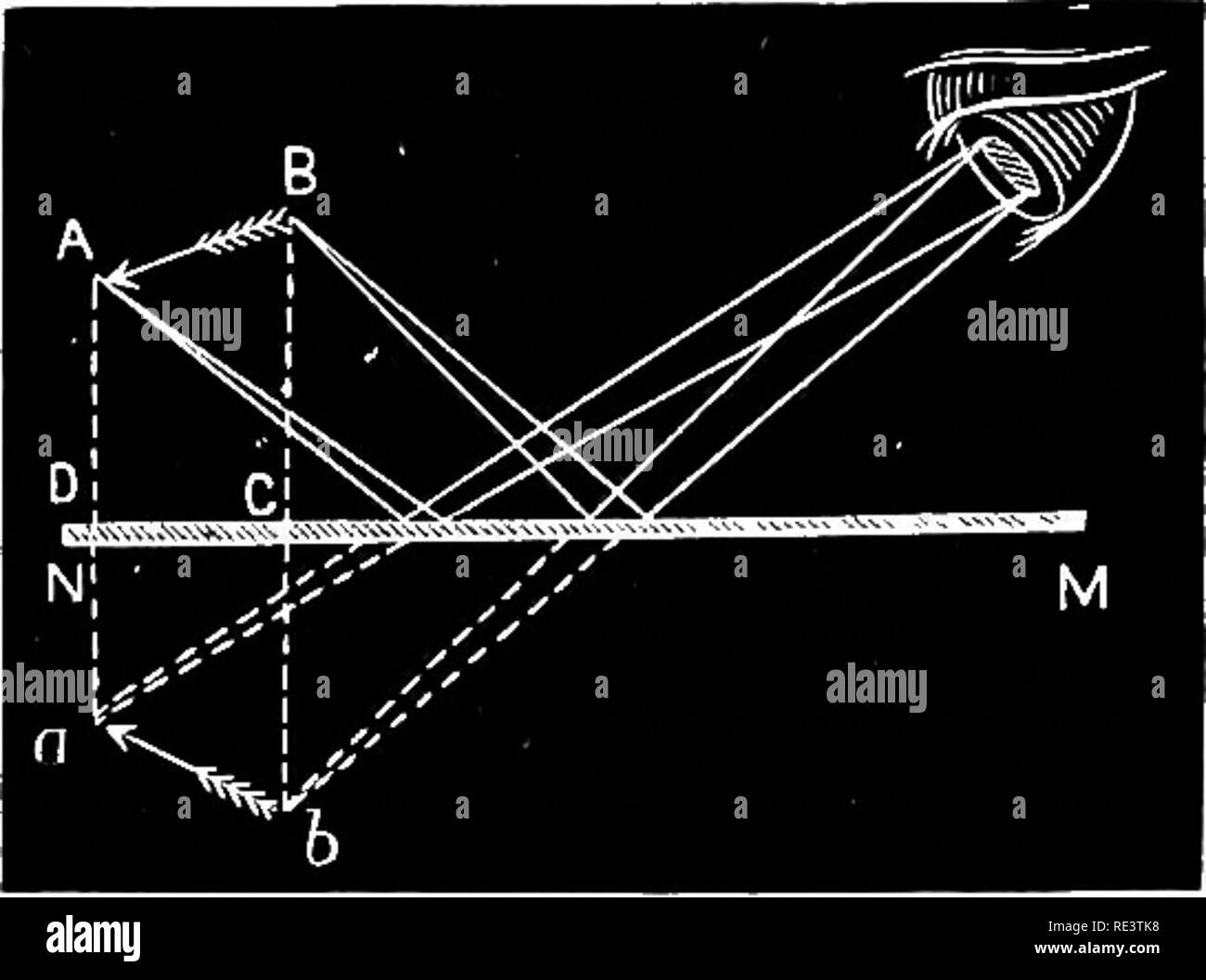 . The physiology of domestic animals ... Physiology, Comparative; Veterinary physiology. 850 PHYSIOLOGY OF THE DOMESTIC ANIMALS. â which are aquatic, such as the cetaceans, the crystalline lens is almost as spherical as in the fish, and in them, also, the difference in the refrangi- bility of the different media of the eye is much less than in animals living in the air. In nwry mammals, at the base of the e3'e is found a collection of brilliant pigment-cells, which reflect the rays of light falling upon the retina and so give to these eyes when seen in semi-darkness a peculiar, luminous appear Stock Photo