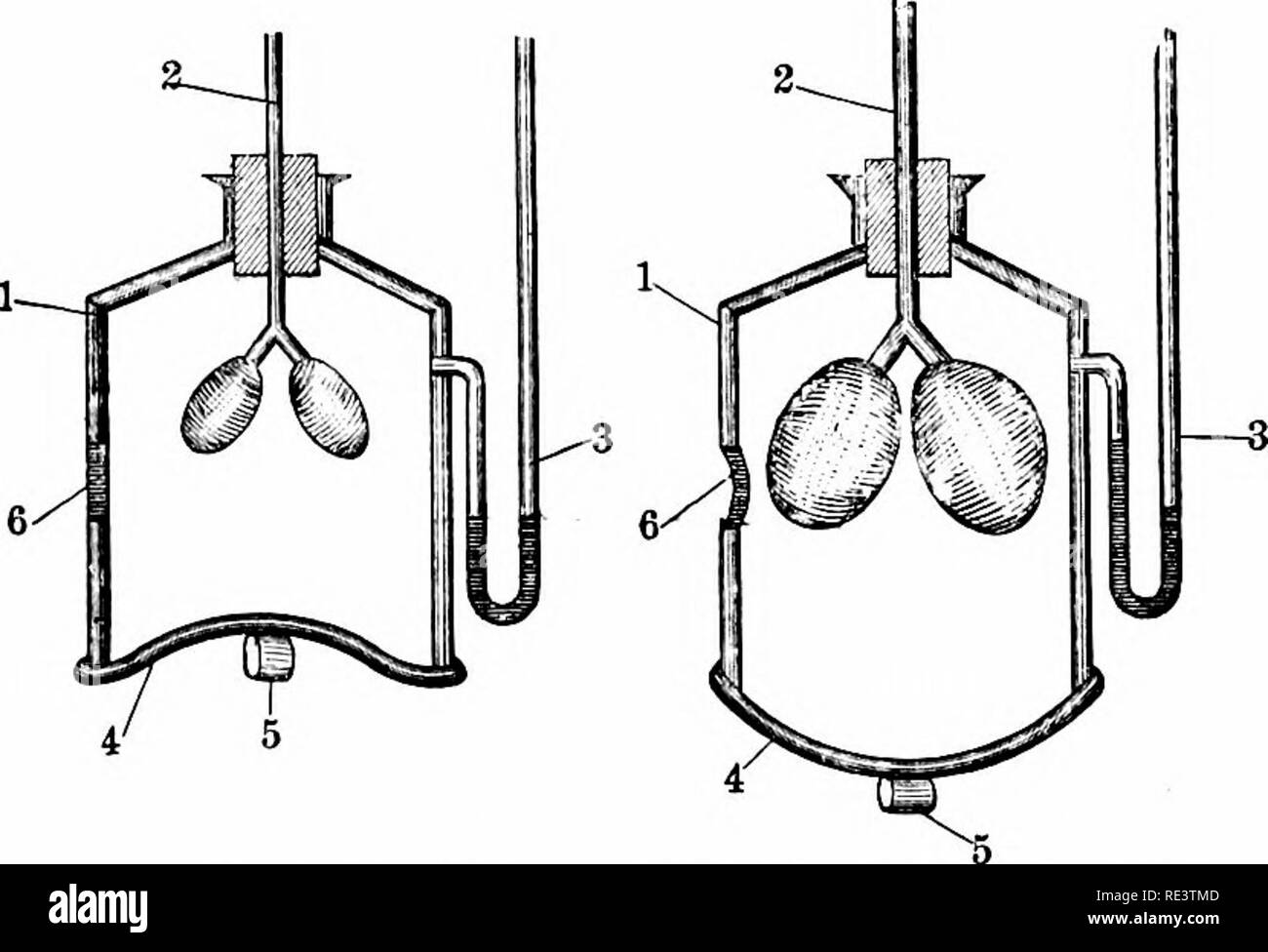 Bell Jar Model
