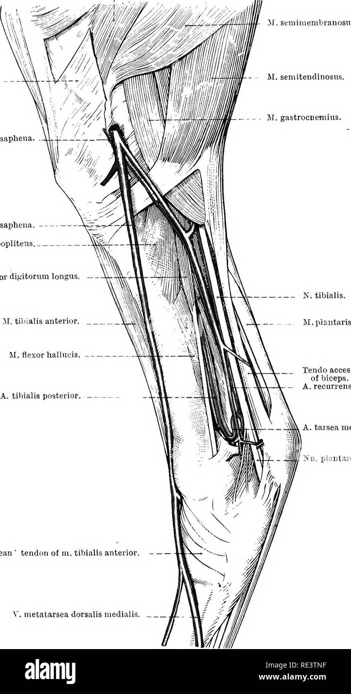 The Topographical Anatomy Of The Limbs Of The Horse Horses Physiology 126 Topogeaphical Anatomy Of M Adductor M Sartorius Semimeml Iranosus M Semitendinosus M Gastrocnemius A Saphena X Saphena I Popliteiis