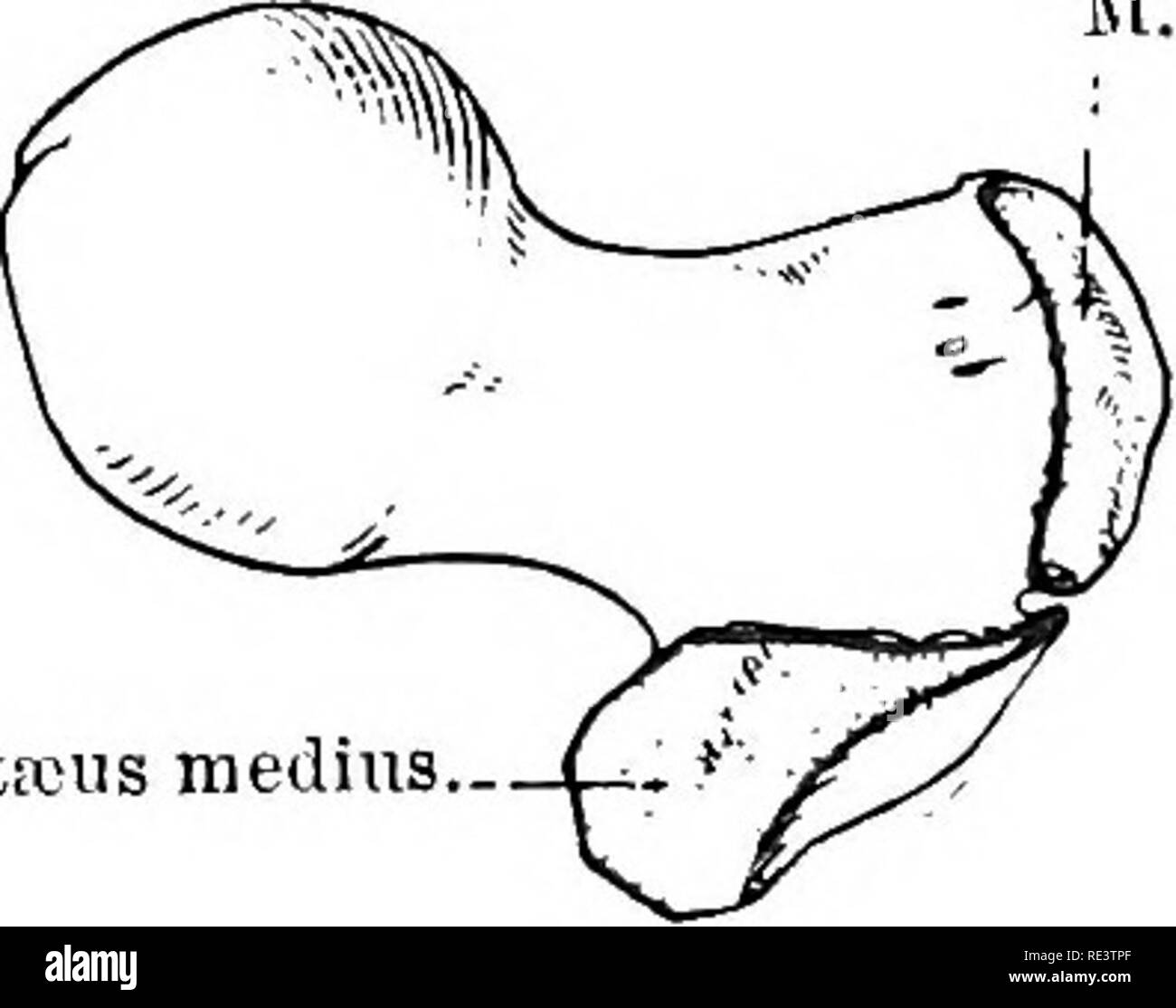 Quadriceps femoris horse hires stock photography and images Alamy