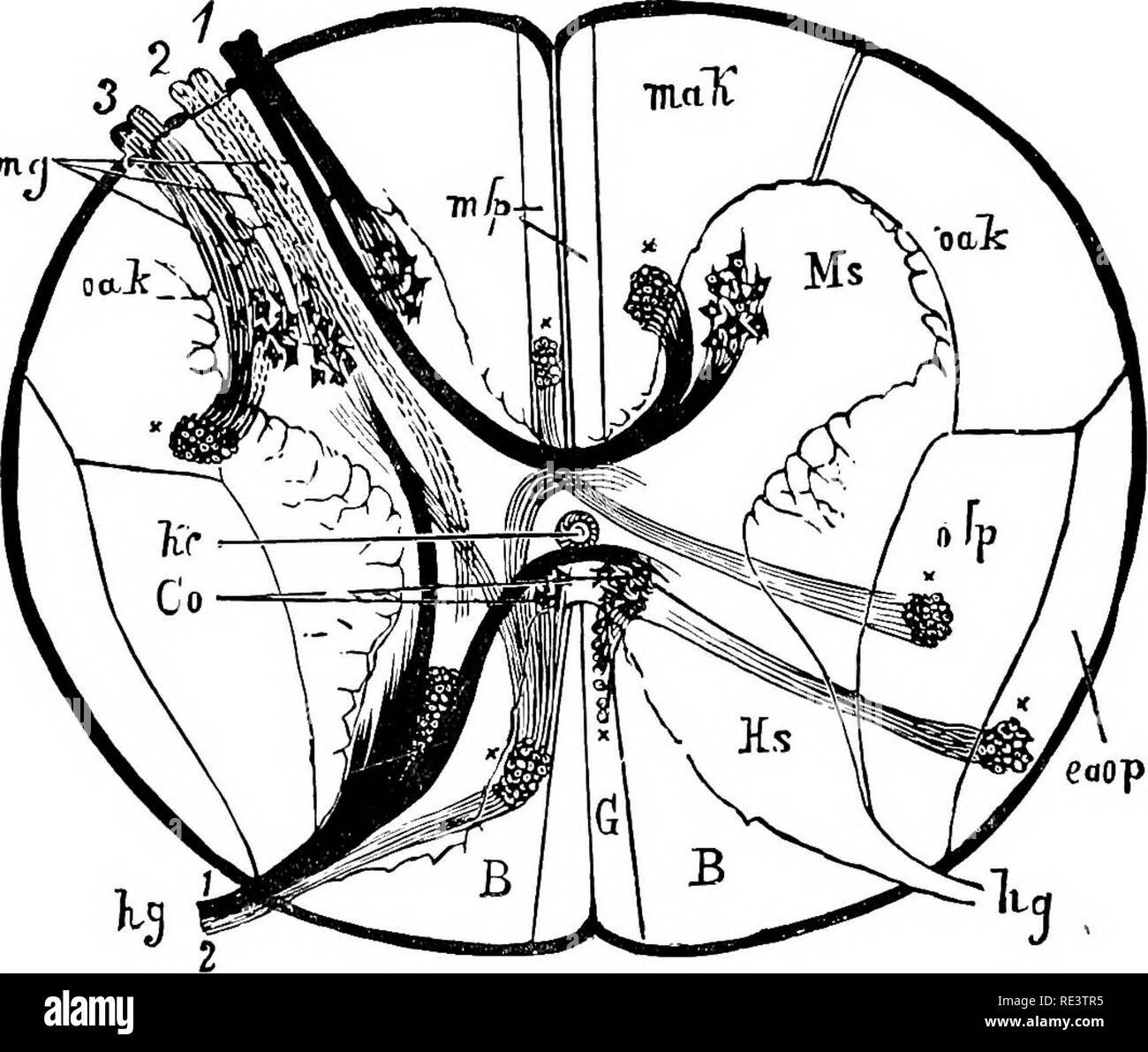 Medulla Oblongata Black And White Stock Photos Images Alamy