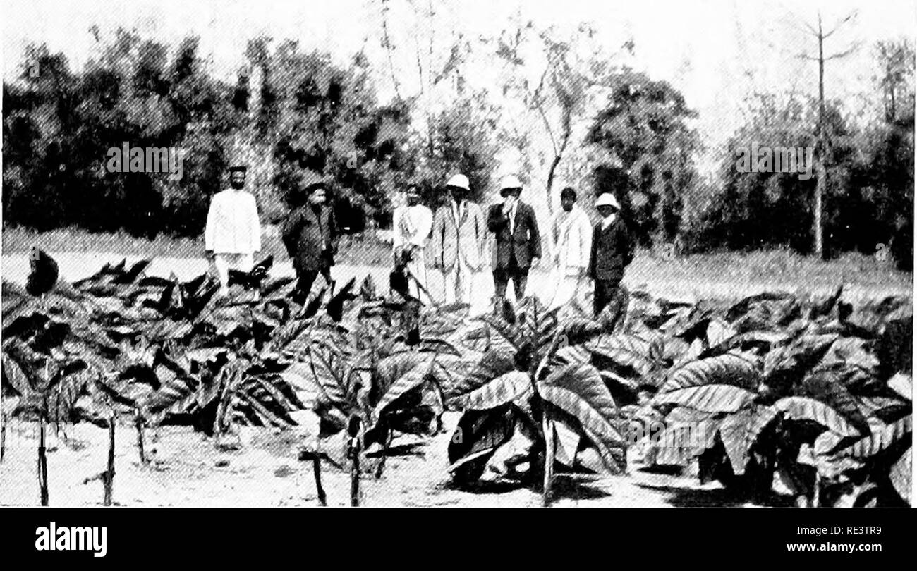 How to improve the tobacco crop of India. Tobacco. 29 and the difference in  temperature inside and outside the barn will be influenced by the humidity  of the outside air. In