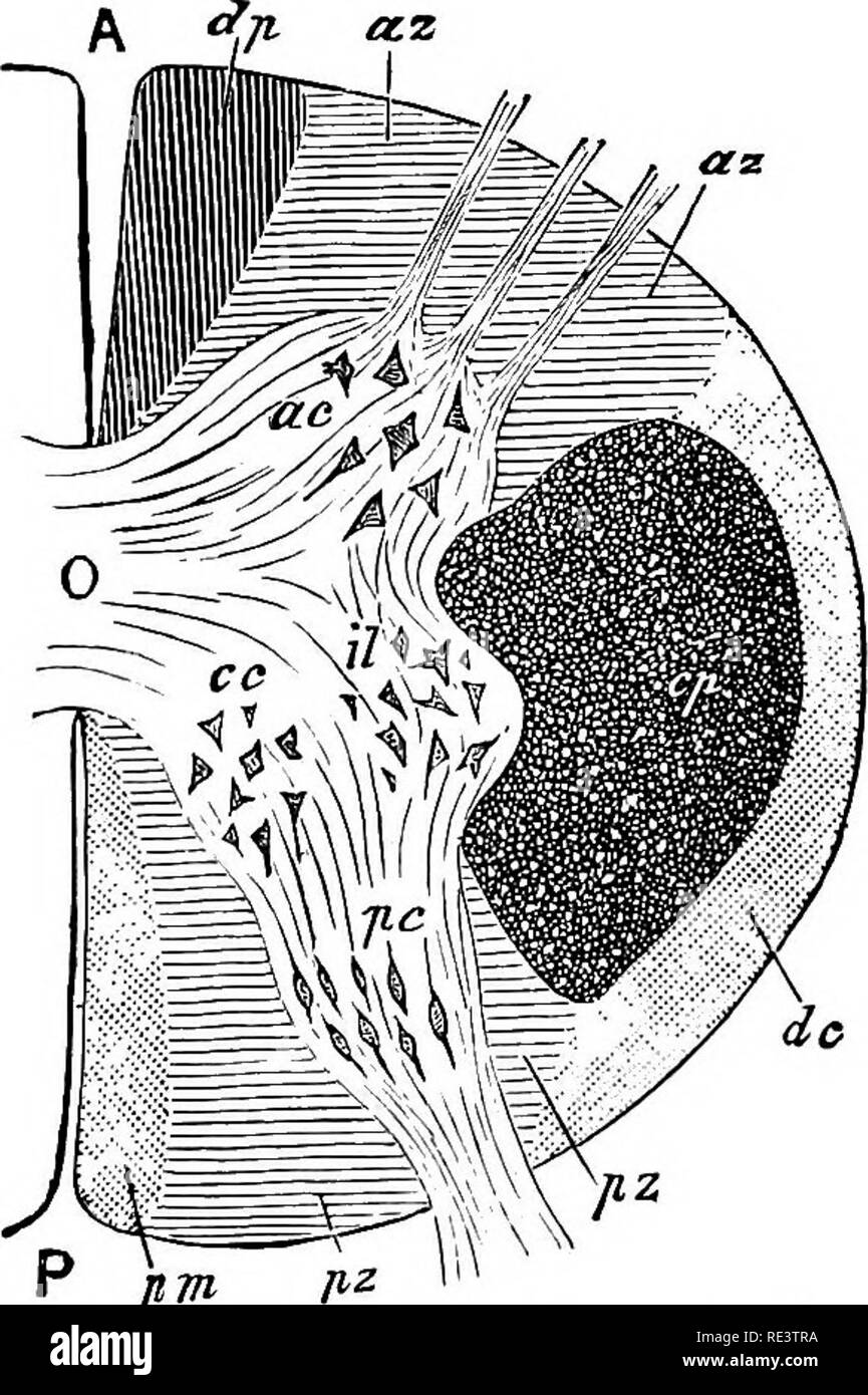 . The physiology of domestic animals ... Physiology, Comparative; Veterinary physiology. pm Fig. 339.—Section of the Cervical Por- tion of the Spinal Cord, showing by Differences of Shading the White Tracts Supposed to be Functionally Distinct. (Yeo.) A, anterior, P, posterior median fissures: flp, direct pyramidal, cp. crossed pyramidal tracts; dc, direct cere- bellar, pin, posterior median column (Goll); uz, anterior, pz, posterior root-zones. Fig. 338.—Scheme of the Conducting Paths in the Spinal at the Third Dorsal Nerve, after Flechsig. {Landois.) The black part is the gray matter, v, ant Stock Photo