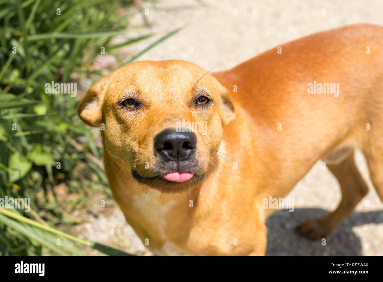 A Young Golden Coloured Dog With Comical Tongue Action Looks Direct At 