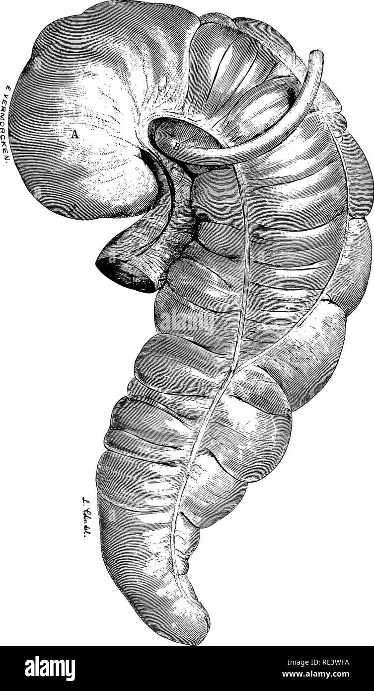 Horse Intestine Anatomy