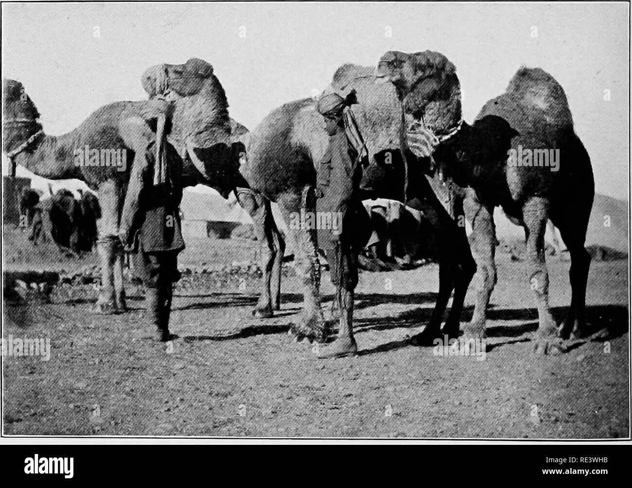 . Army veterinary service in war. Horses; Veterinary service, Military. Bullock Transport in Waziristan Field Force.. Showing good condition of Camels under &quot; Stall Feeding,' IN Waziristan Field Force.. Please note that these images are extracted from scanned page images that may have been digitally enhanced for readability - coloration and appearance of these illustrations may not perfectly resemble the original work.. Moore, John, Sir, 1864-. London, Brown Stock Photo
