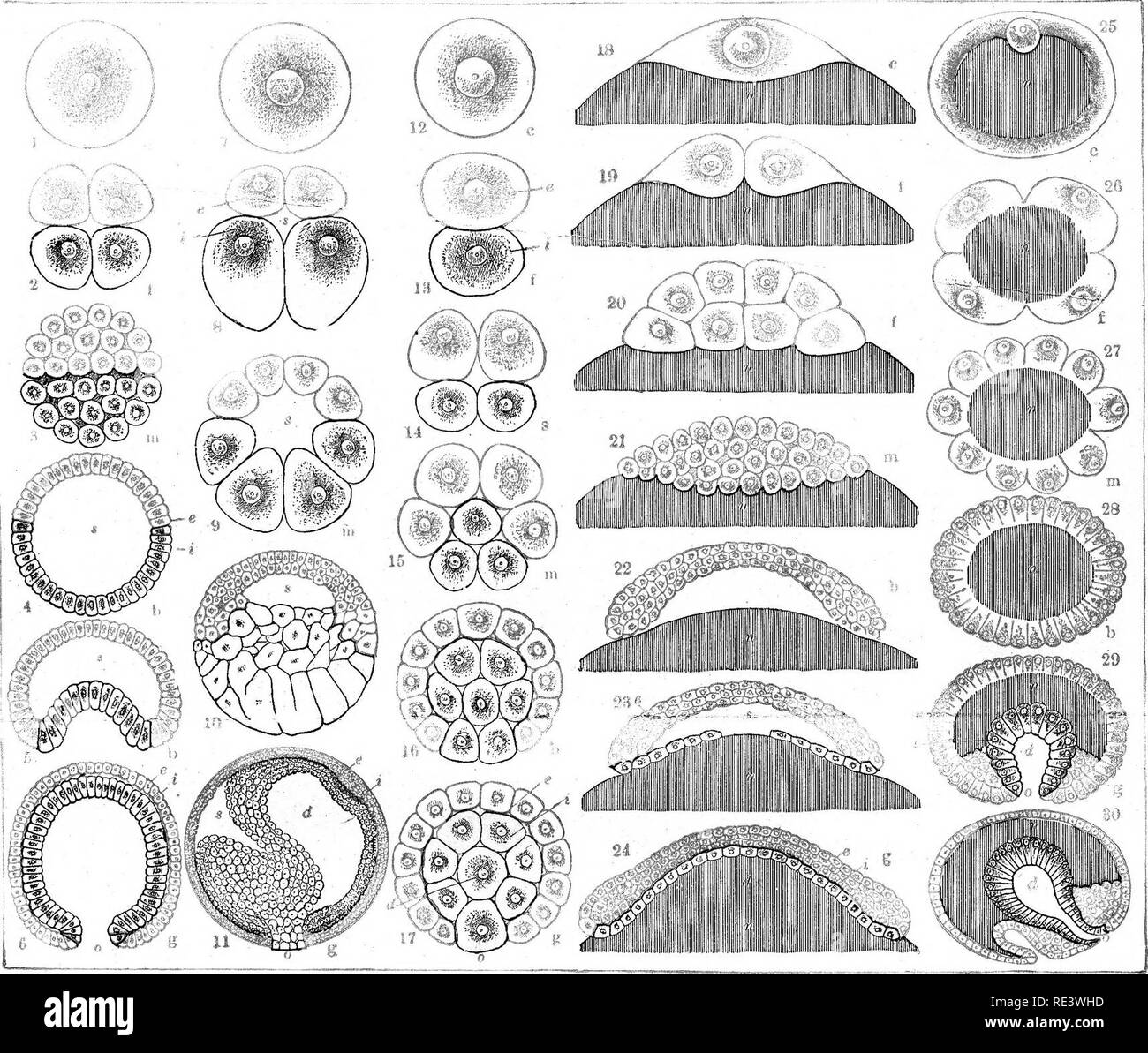. A text-book of animal physiology, with introductory chapters on general biology and a full treatment of reproduction ... Physiology, Comparative. AMPHIOXUS. PLATE I. GASTRULATION. (After Haeekel.) Pigs. 1 to 17 represent holoblastic eggs (with total cleavage); Figs. 18 to 30 show meroblastie eggs (with partial cleavage). The animal halves are colored gray, the vegetative halves red. The nutritive yolk is shaded vertically. All the figures show vertical merid- ian sections through the axis of the primitive intestine. In all, the letters indicate the same parts: c, the parent-cell {cytula); /, Stock Photo