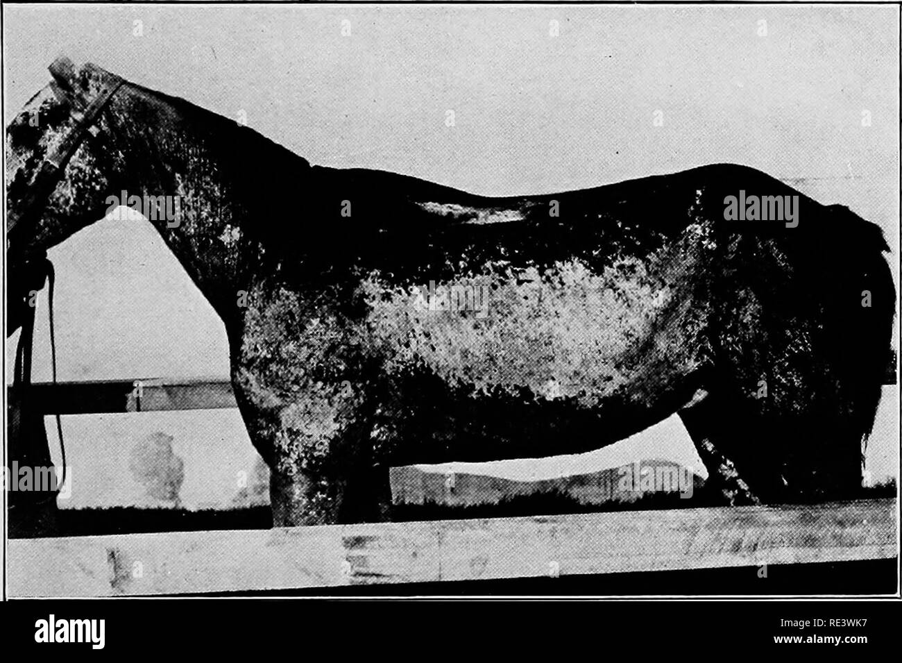 . Army veterinary service in war. Horses; Veterinary service, Military. A Case of Mange—Before Treatment.. Please note that these images are extracted from scanned page images that may have been digitally enhanced for readability - coloration and appearance of these illustrations may not perfectly resemble the original work.. Moore, John, Sir, 1864-. London, Brown Stock Photo