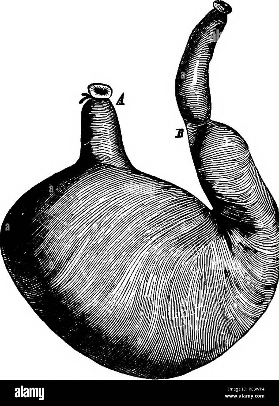 . The physiology of domestic animals ... Physiology, Comparative ...