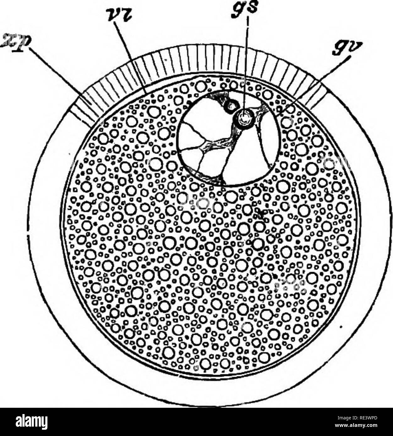 A text-book of animal physiology, with introductory chapters on general  biology and a full treatment of reproduction  Physiology, Comparative.  Fio. 117.—Head of cbick of fourth day, viewed from below as