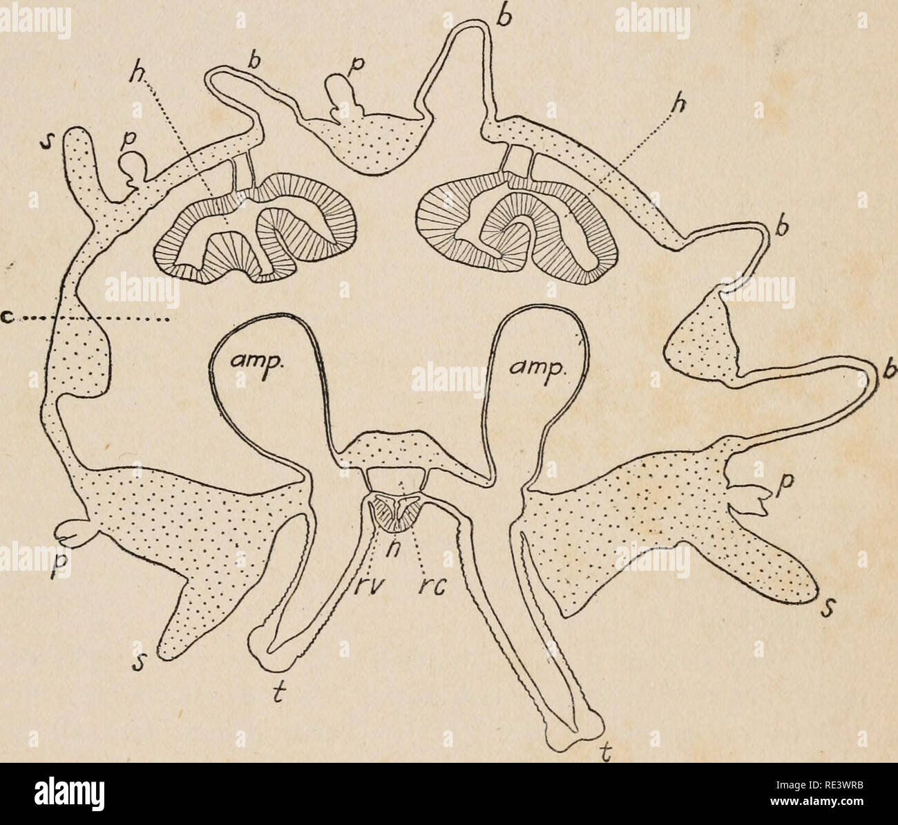 . Echinoderms of Connecticut. Echinodermata Connecticut. No. 19