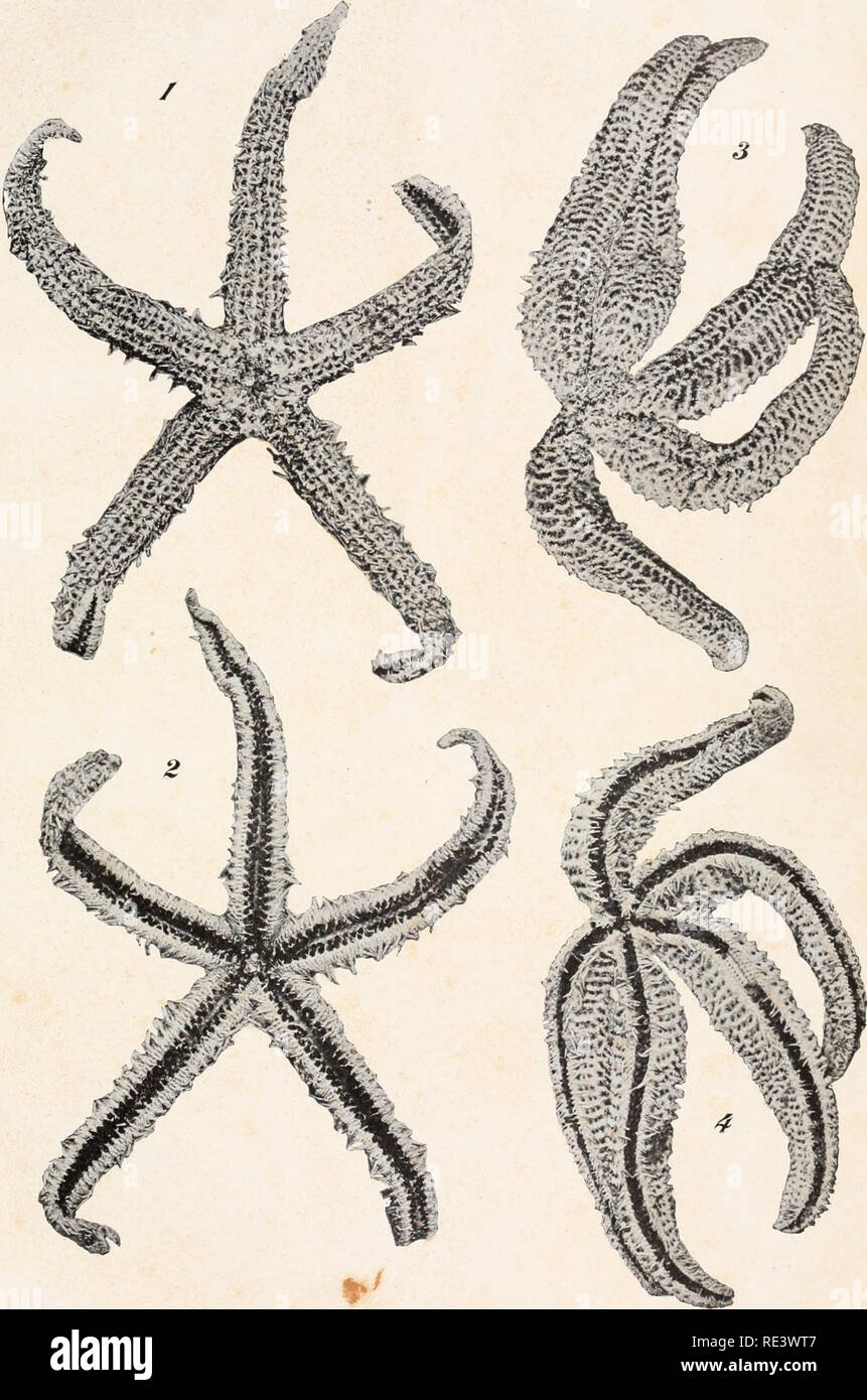 . Echinoderms from Lower California, with descriptions of new species. Echinodermata -- Mexico Baja California. BULIETIN A. M. N. H. VOL. XXXII, PLATE XLIV.. Figs. 1, 2. Zoroaster platyacanthus sp. n. &quot; 3, 4. Pedicellaster hyperonicus sp. n.. Please note that these images are extracted from scanned page images that may have been digitally enhanced for readability - coloration and appearance of these illustrations may not perfectly resemble the original work.. Clark, Hubert Lyman, 1870-1947. New York, American Museum of Natural History Stock Photo