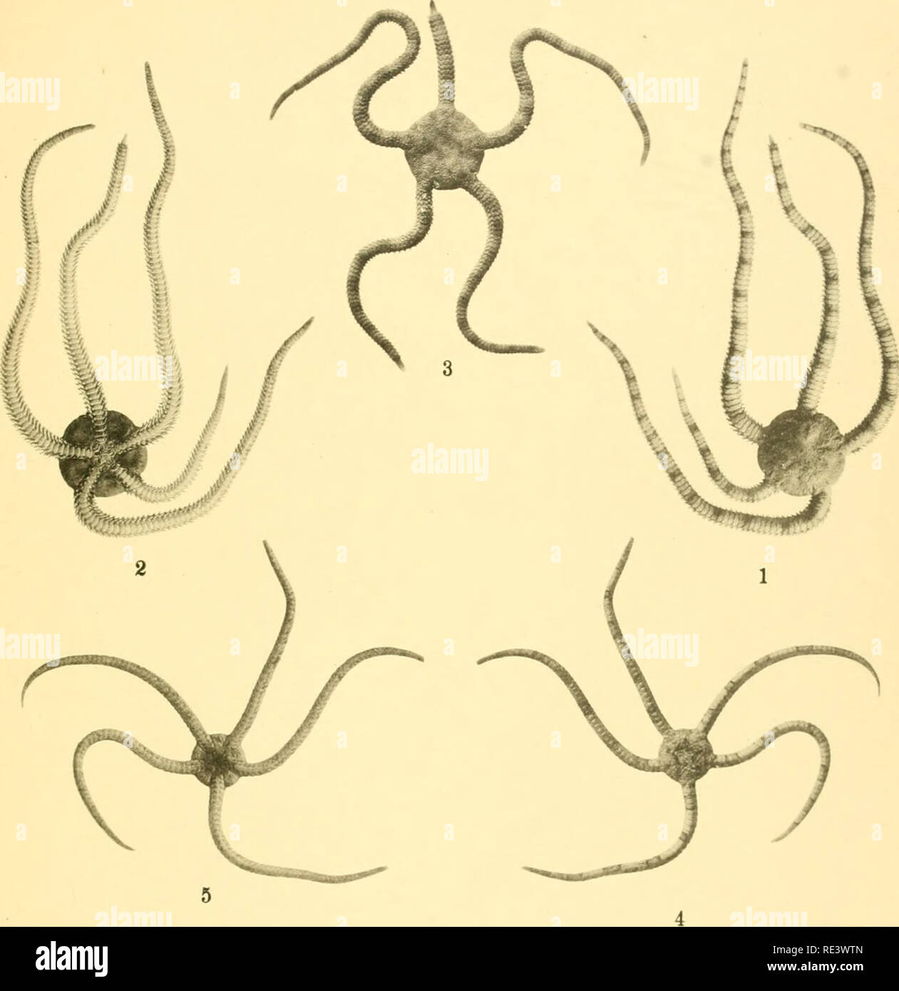 . The echinoderm fauna of Torres Strait: its composition and its origin. Echinodermata. PLATE 35 ¥ I. • • I • 8 1. Ophioplocus tmbricalus. aboral surface. X I. 2. Ophioplocus imbricatus, oral surface. X I. 3. Opniopiocus imbricatus. aboral surface of specimen with heavily marked disk. X |. 4. Ophiarachnella gorgonia, aboral surface. X I. 5. Ophiarachnella gorgODia, oral surface. X }, 6. Fibularia volva (?). aboral surface. X |. 7. hibulana volva ( ? ). oral surface. X j. 8. Fibulana volva ( ? ). side view. X I. 9. Fibularia volva ( &gt;). intenor view of oral half of lest. X I.. Please note th Stock Photo