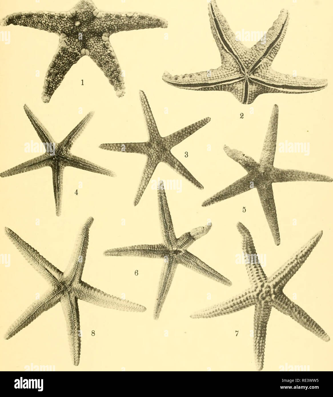 . The echinoderm fauna of Torres Strait: its composition and its origin. Echinodermata. PLATE 31. 1. Ferdina ocellata. holotype, aboral surface. X I. 2. Ferdina ocellata. holotype, oral surface. X I. 3. Fromia hadracanlha, holotype. aboral surface. X I, 4. Ftomia hadracanlha, holotype, oral surface. X |. 5. Fromia pacifica, holotype, aboral surface. X |. 6. Fromia pacifica, holotype. oral surface. X I. 7. Tamaria lithosora, holotype, aboral surface. X I. 8. Tamaria lithosora, holotype. oral surface. X 1.. Please note that these images are extracted from scanned page images that may have been d Stock Photo