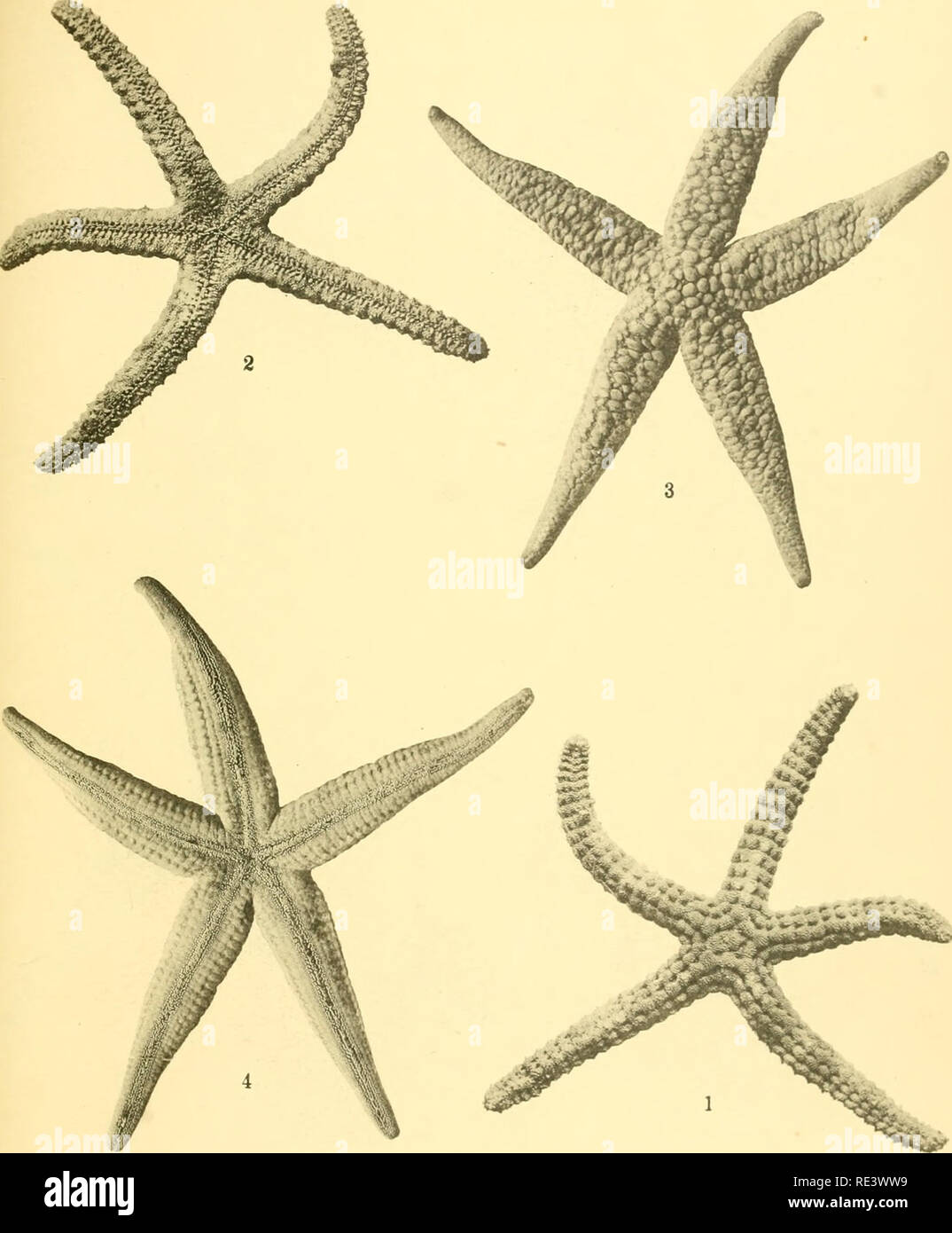 . The echinoderm fauna of Torres Strait: its composition and its origin. Echinodermata. PLATE 28. i. Tamaria fu«ca, aboral surface. X 2.3. 2. Tamaria tusca, oral surface. X 2.5. 3. Nardoa vaiiolata, aboral surface. X 0.9. 4. Nardoa variolala, oral surface. X 0.9.. Please note that these images are extracted from scanned page images that may have been digitally enhanced for readability - coloration and appearance of these illustrations may not perfectly resemble the original work.. Clark, Hubert Lyman, 1870-1947. Washington, D. C. , Carnegie Institution of Washington Stock Photo