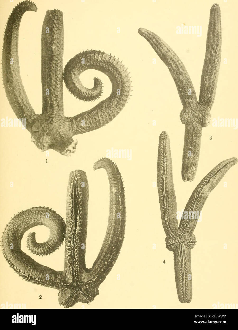 . The echinoderm fauna of Torres Strait: its composition and its origin. Echinodermata. PLATE 27. 1. Leiasler speciosus, aboral surface. X I. 2. Leiaster speciosus. orai surface. X I. 3. Ophidiaster liodeima, holotype, aboral surface. X I. 4. Ophidiaster lioderma. holotype, oral surface. X I.. Please note that these images are extracted from scanned page images that may have been digitally enhanced for readability - coloration and appearance of these illustrations may not perfectly resemble the original work.. Clark, Hubert Lyman, 1870-1947. Washington, D. C. , Carnegie Institution of Washingt Stock Photo