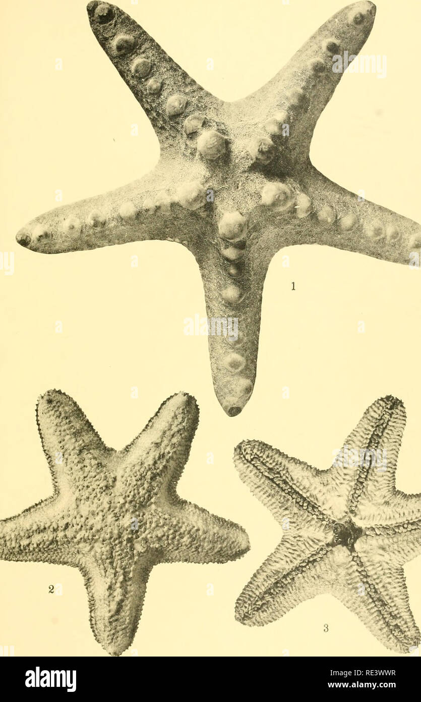 . The echinoderm fauna of Torres Strait: its composition and its origin. Echinodermata. PLATE 24. *1W ^ jWr^^^^j^&quot; 1. Oreaster nodosus. aboral surface. Not quite nat. size. 2. Habroporina pulchella, holotype, aboral surface. X 2.5. 3. Habroporina pulchella, holotype, oral surface. X 2.5.. Please note that these images are extracted from scanned page images that may have been digitally enhanced for readability - coloration and appearance of these illustrations may not perfectly resemble the original work.. Clark, Hubert Lyman, 1870-1947. Washington, D. C. , Carnegie Institution of Washingt Stock Photo