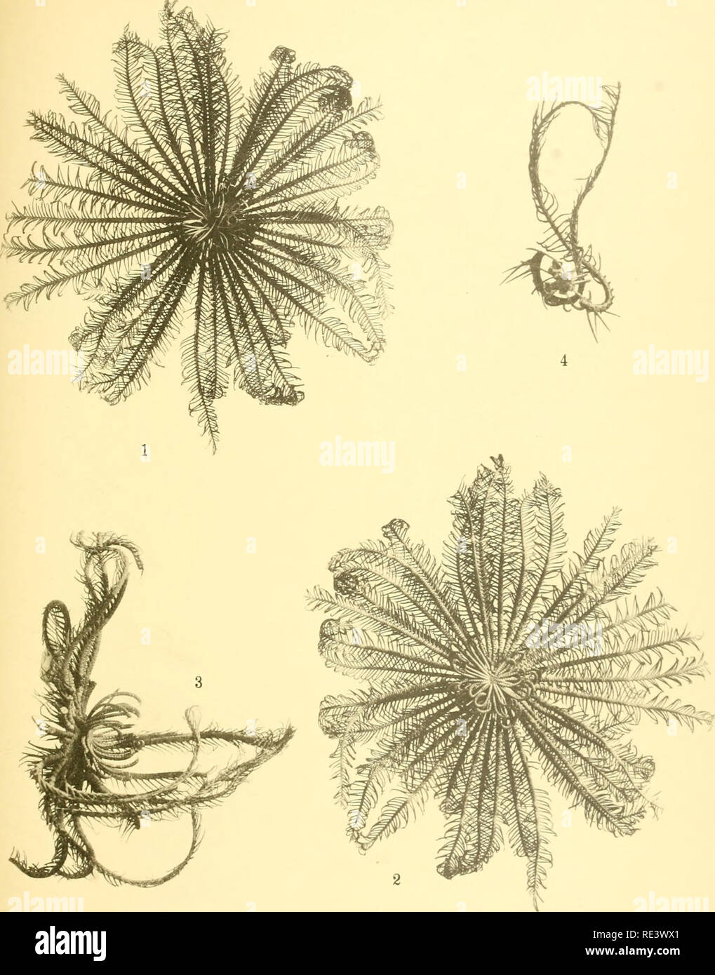 . The echinoderm fauna of Torres Strait: its composition and its origin. Echinodermata. PLATE 22. 1. Lamprometra brachypecha. holotype, oral surface. X I. 2. Lamprometra brachypecha, holotype. aboral surface. A I. 3. Lamprometia gyges, side view. Somewhat enlarged. 4. Stephanometra stypacantha, holotype, aboral surface. X I.. Please note that these images are extracted from scanned page images that may have been digitally enhanced for readability - coloration and appearance of these illustrations may not perfectly resemble the original work.. Clark, Hubert Lyman, 1870-1947. Washington, D. C. , Stock Photo