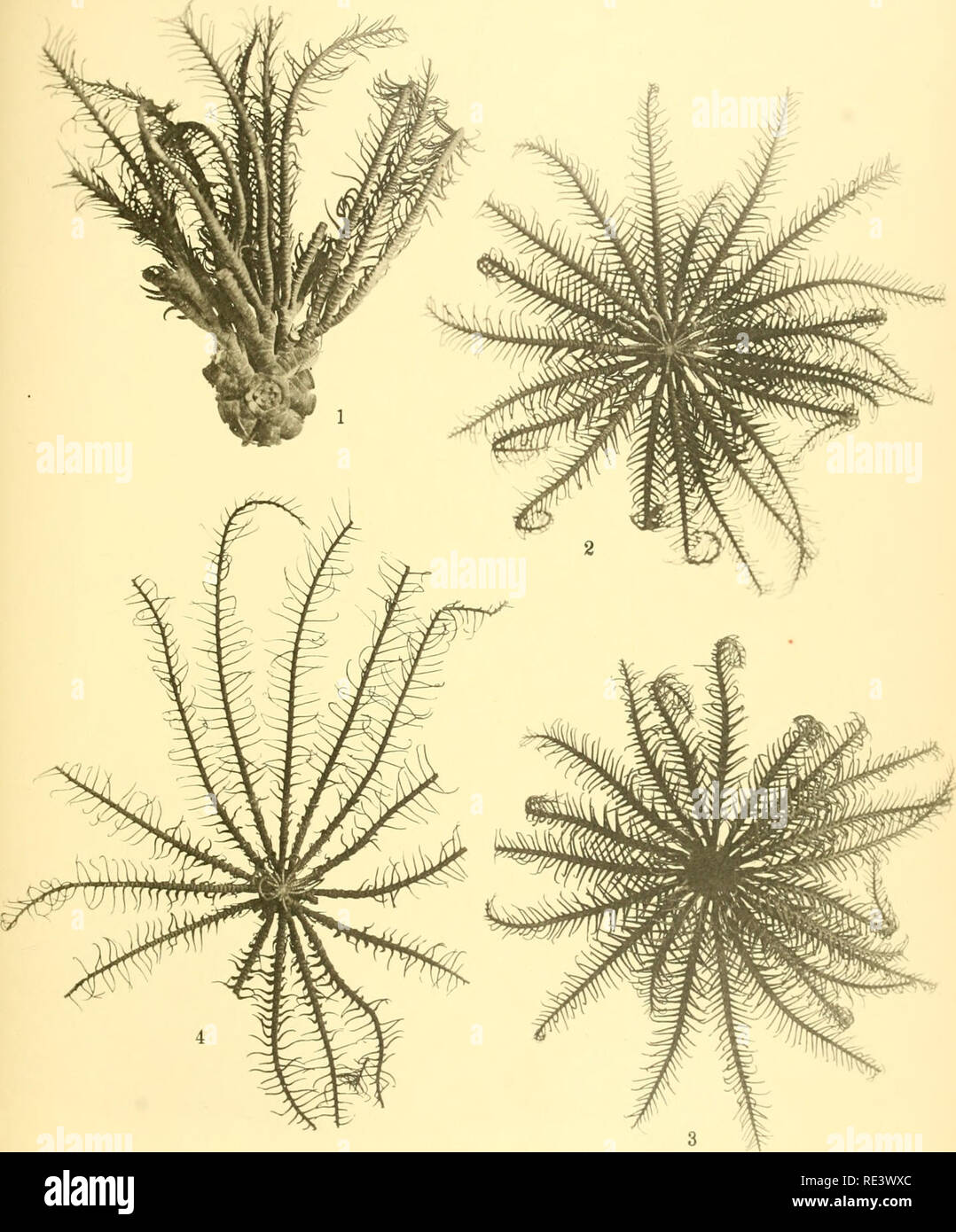 . The echinoderm fauna of Torres Strait: its composition and its origin. Echinodermata. PLATE 20. 1. Comanthus alternans, calyx and part o( two rays; aboral surtacc. X 1. 2. Comanthus luteofusca, holotype, aboral surface. XI. 3. Comanthus luteofusca. holotype, oral surface. 4. Comanthus samoana, aboral surface. X I.. Please note that these images are extracted from scanned page images that may have been digitally enhanced for readability - coloration and appearance of these illustrations may not perfectly resemble the original work.. Clark, Hubert Lyman, 1870-1947. Washington, D. C. , Carnegie Stock Photo