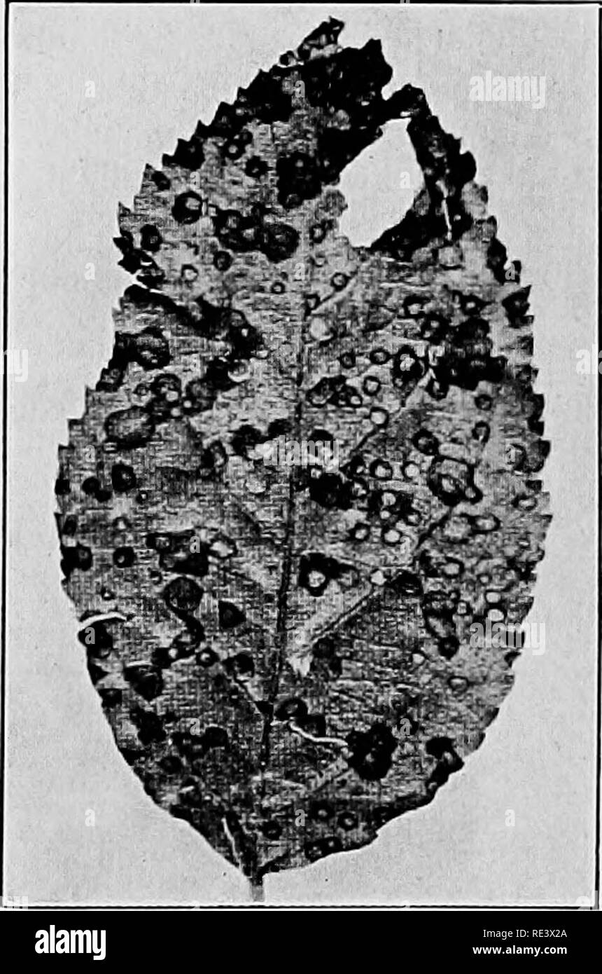 . Orcharding. Fruit-culture. Fig. 4. — Showing result of spray injury at blossom-end of fruit and black-rot following (right).. Fig. S. — Leaf-spot caused by black-rot fungus. (From U. S. D. A., B. P. I., Bulletin 121.). Please note that these images are extracted from scanned page images that may have been digitally enhanced for readability - coloration and appearance of these illustrations may not perfectly resemble the original work.. Massachusetts. Dept. of Agriculture. Boston, Wright &amp; Potter printing company, state printers Stock Photo