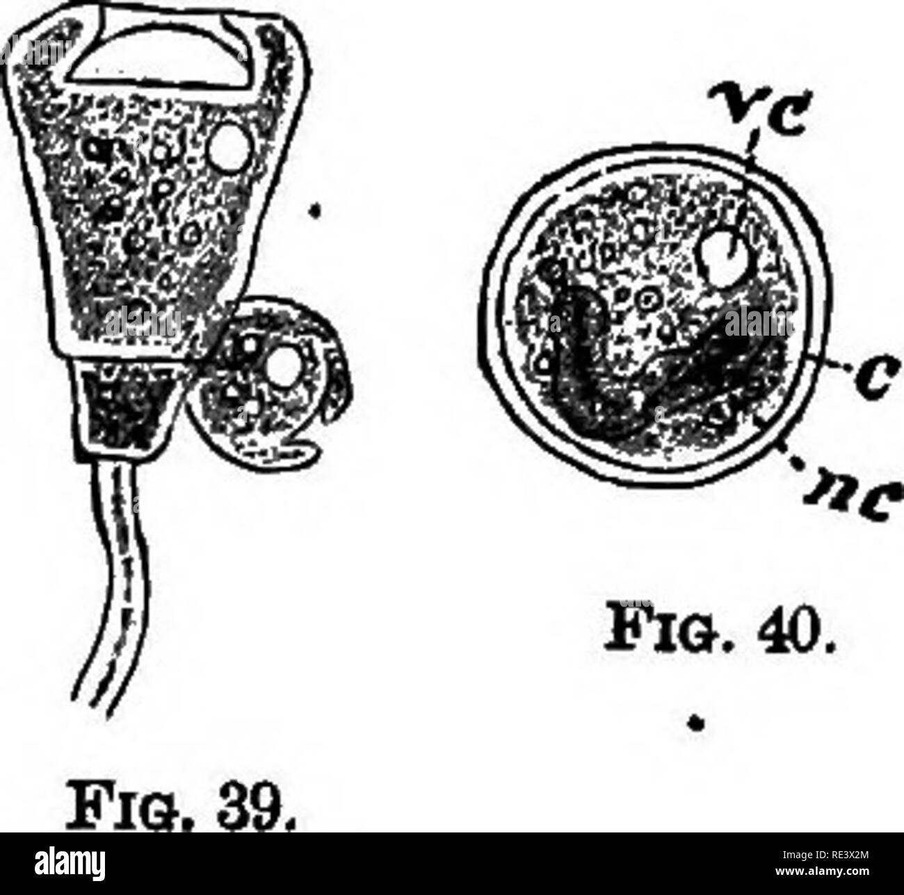 . A text-book of animal physiology, with introductory chapters on general biology and a full treatment of reproduction ... Physiology, Comparative. â tv Pio. 37.. Fis. 38. Fios. 34 to 40.âIn the following figures d, denotes disc ; p, peristome; re, contractile vacuole; u/, food- vacuole ; vs, vestibule ; c/, contractile fiber ; c, cyst; nc, nucleus; cl, cilium. Fig. 34.âa group of vorticellse showing the creature in various positions (A. 3). Fia. 3'5.âThe same, in the extended and in the retracted state. (Surface views.) Fig. 36.âShows food-vacuoles ; oue in the act of inges- tion. Fig. 37.âA  Stock Photo