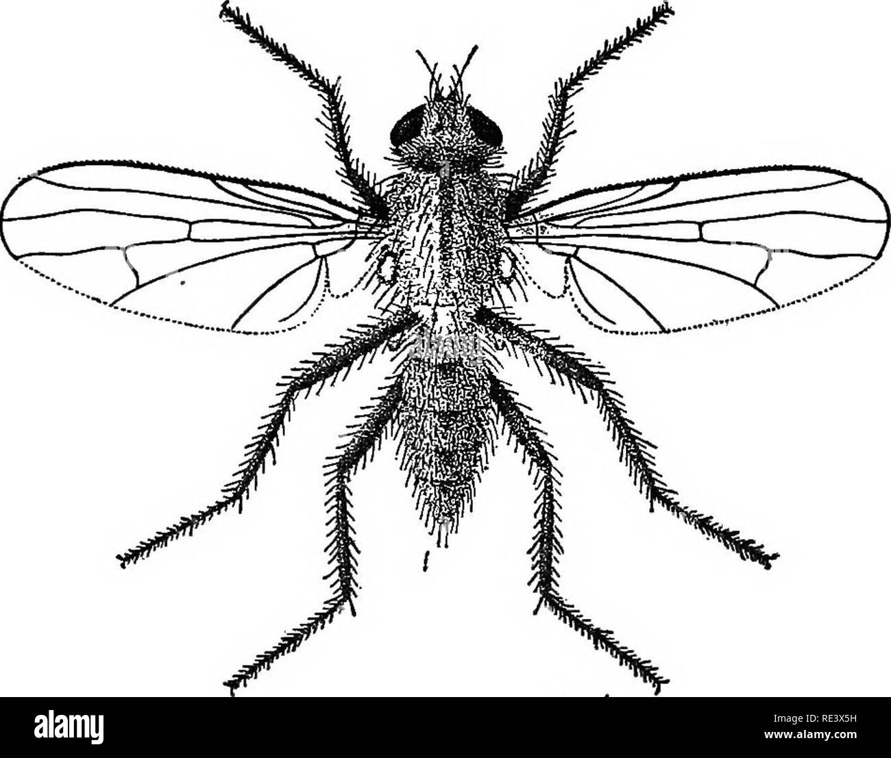 House Fly Maggot Stock Photos House Fly Maggot Stock
