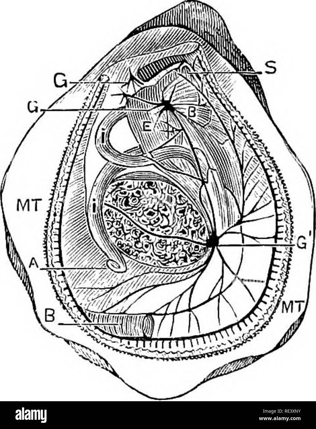 . The physiology of domestic animals ... Physiology, Comparative; Veterinary physiology. Fig. 63.âDigestive Apparatus of Honey- bee {Apis melliflea), after Leon Du- four. iff, salivary gland; jrfu, poison-gland: .Â«, sting; oe cesophagus; vm, vasa malpighii; c, colon; r rectum â mgl, crop.. Fig. 64.âAnatomy of the Oystee. {Perrier). F. month : E, stomach; I, intestine; A, amis; GG', nervous ganglia; MT, mantle; B, branchise. table food, thus indicating in them the first appearance of the distinction between the herbivorous and carnivorous animals, showing that the com- plexity of the alimentar Stock Photo