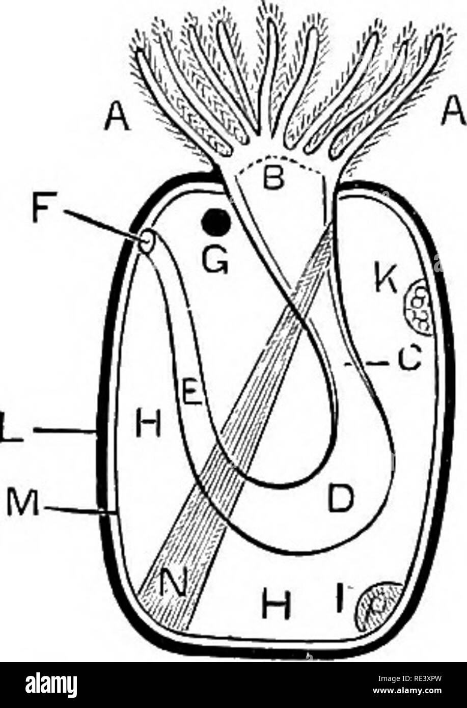 Hydra Viridis High Resolution Stock Photography And Images Alamy
