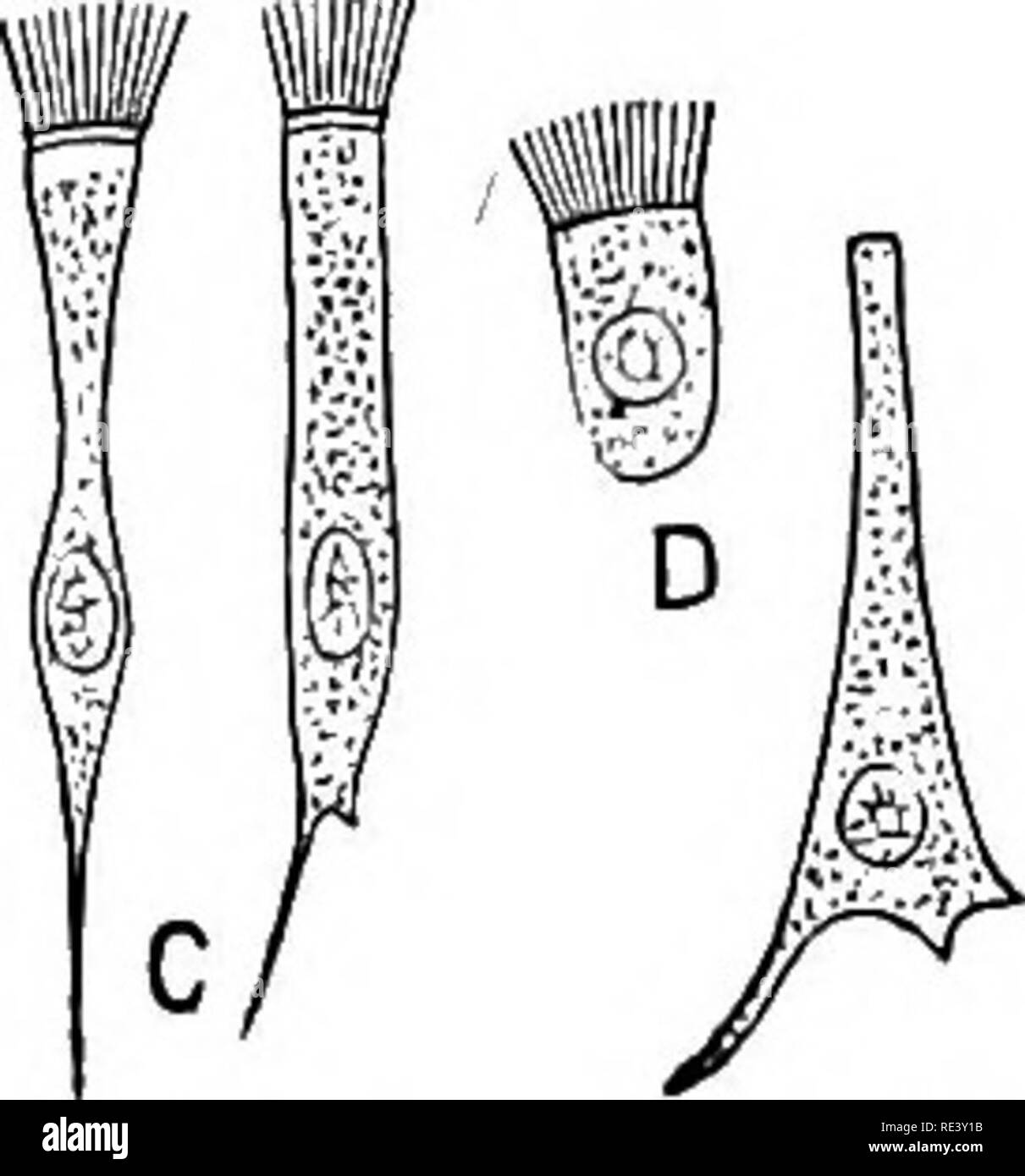 . The physiology of domestic animals ... Physiology, Comparative; Veterinary physiology. Fig. 20.—Non-Stkiated Muscular Fibkes, Isolated. (Klein.) The crosa-markings-indicate corrugations of the elastic sheath of the individual fibres. ^&quot;^IT- MiT -' *. Fig. 21.—Various Kinds of Epithelial Cells. (Klein.) A, columnar cells of intestine; B, polyhedral cells of the conjunctiva; C, ciliated conical cells of the trachea: D, ciliated cell of frog's mouth; E, inverted conical cell of trachea; F, squamous cell of the cavity of the mouth, seen from its broad surface ; G, squamous cell, seen edgewa Stock Photo
