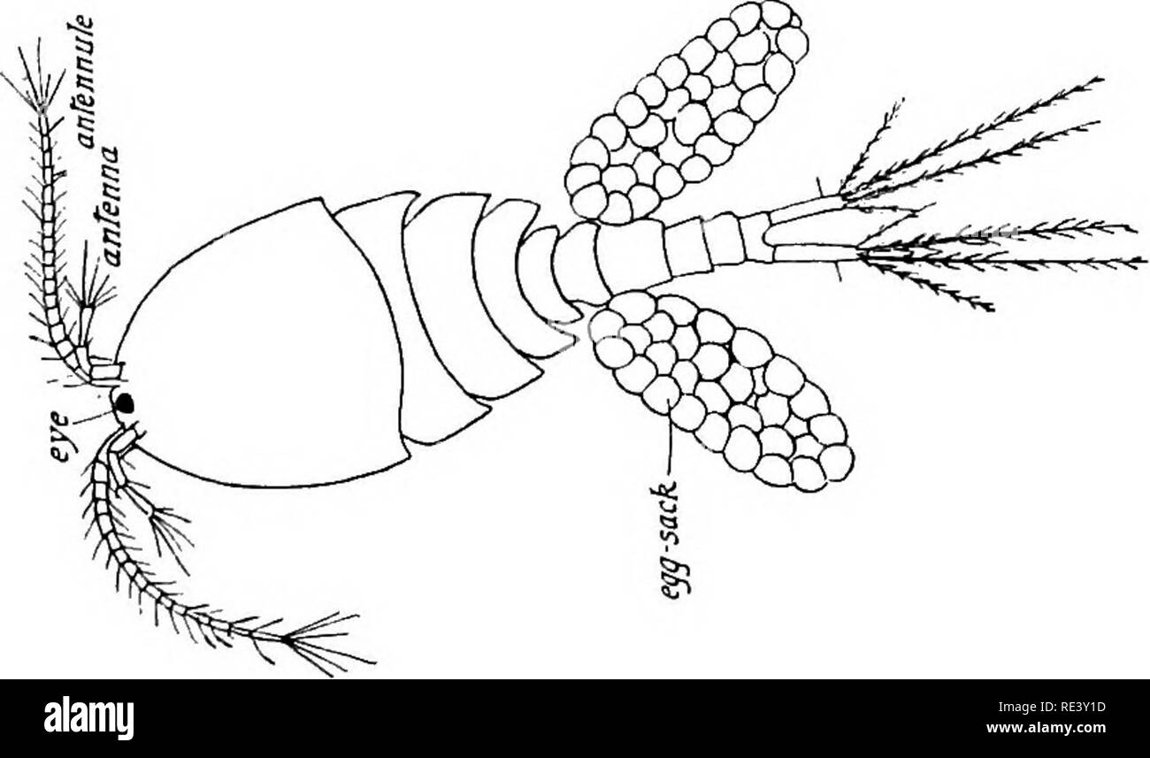 . Entomology for medical officers. Insect pests; Insects as carriers of disease. THE CLASS CRUSTACEA 313 and temporary parasites. Of the latter, Argulus, a common parasite of both sea and river fish, must be mentioned. In Argulus the body is leaf-shaped and ill-segmented; the mouth-parts are suctorial, and in front of the mouth there is a retractile hollow spine connected with large &quot; poison-glands &quot; ; the maxillae are transformed into large adhesive suckers which look like a pair of enormous eyes; and a pair of eyes is present. The species of the genus Cyclops (Fig. 134), some of wh Stock Photo