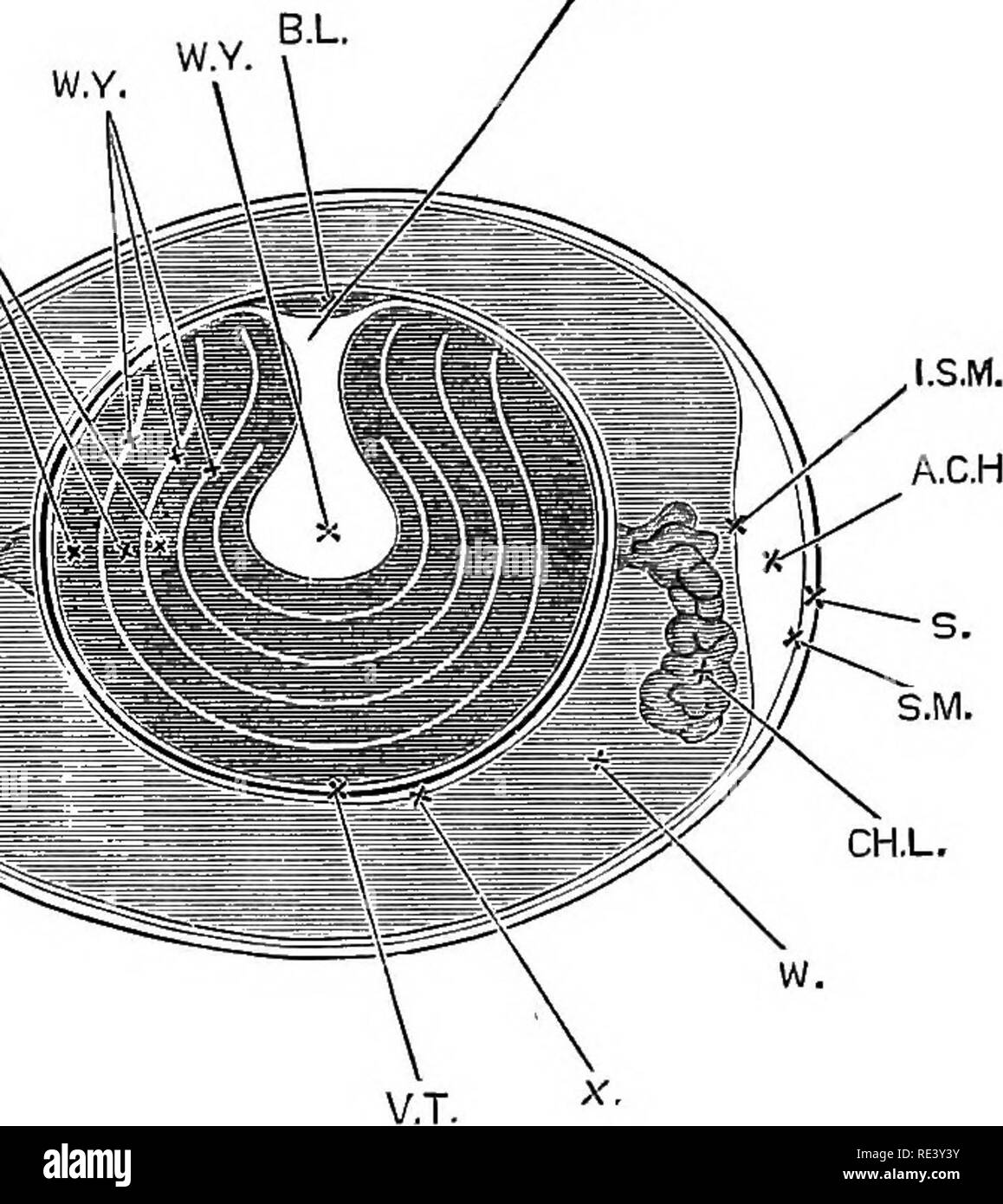 Vitelline membrane Black and White Stock Photos & Images Alamy