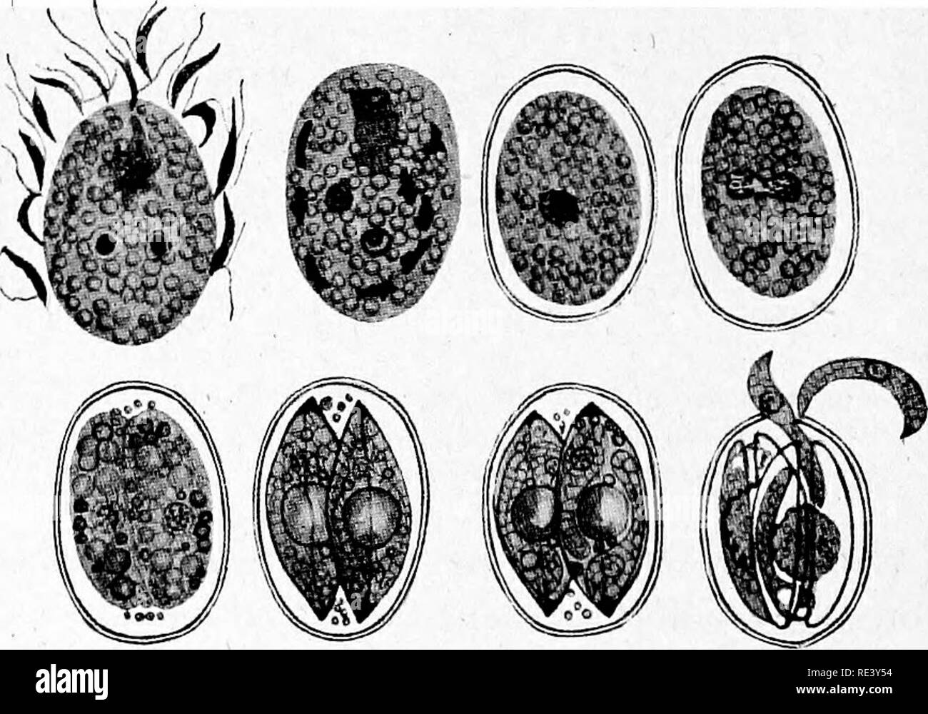 . Pathogenic micro-organisms. A text-book of microbiology for physicians and students of medicine. (Based upon Williams' Bacteriology). Bacteriology; Pathogenic bacteria. Fig. 186.—Cyclospora caryolytica. A, Female cell (agamete) within the host nucleus. B and C, Multiple division. D, A free young female agamete. {From Dofiein after Schaudinn.) cytoplasm. The nucleus undergoes two reduction (maturation) divisions, and one daughter nucleus remains while the others A B C D. E P G H Fig. 187.—Cyclospora caryolytica. &gt;1, Fertilization. B, Fertilized cell. C, Fer- tilized cell (oocyst) with cyst Stock Photo
