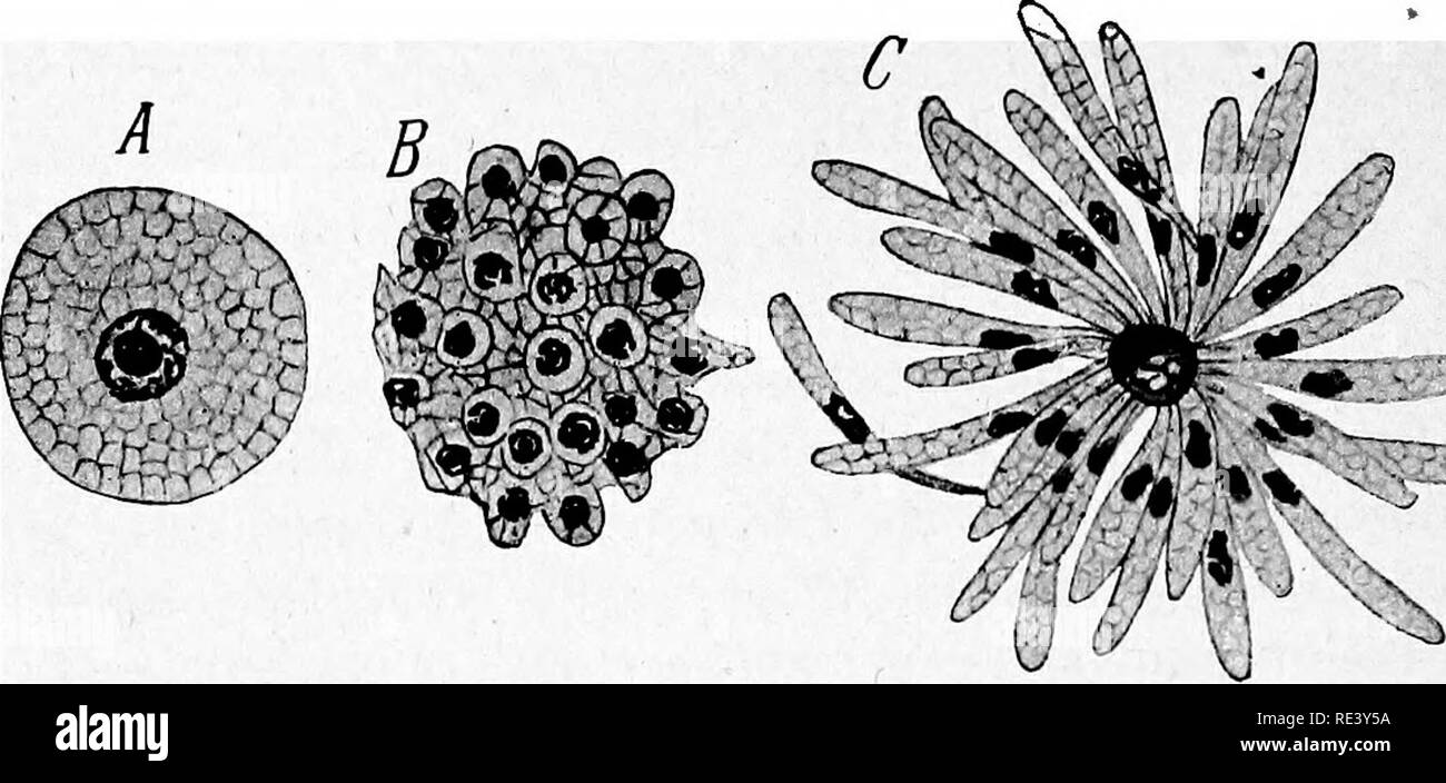 . Pathogenic micro-organisms. A text-book of microbiology for physicians and students of medicine. (Based upon Williams' Bacteriology). Bacteriology; Pathogenic bacteria. 428 SPECIFIC MICRO-ORGANISMS provided with two flagella. The female cells, macrogametocytes, enlarge slowly and produce numerous yolk-like granules in their D. Fig. 186.—Cyclospora caryolytica. A, Female cell (agamete) within the host nucleus. B and C, Multiple division. D, A free young female agamete. {From Dofiein after Schaudinn.) cytoplasm. The nucleus undergoes two reduction (maturation) divisions, and one daughter nucle Stock Photo