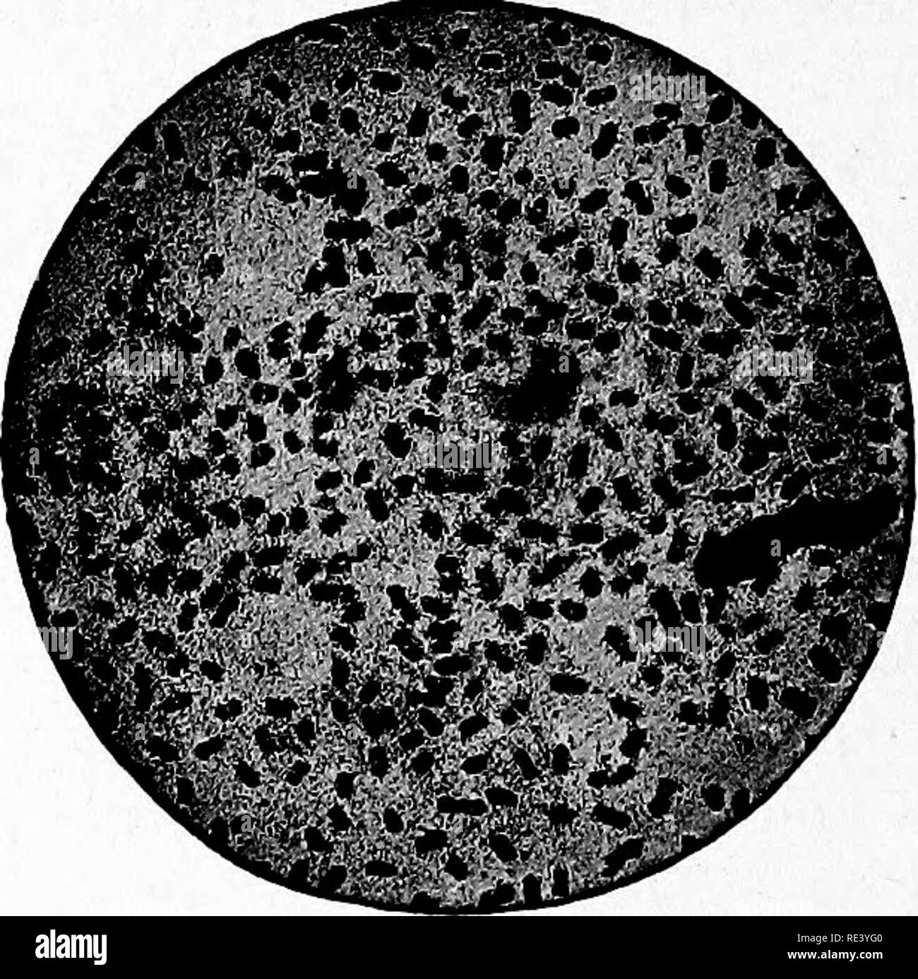 Pasteurella hires stock photography and images Alamy